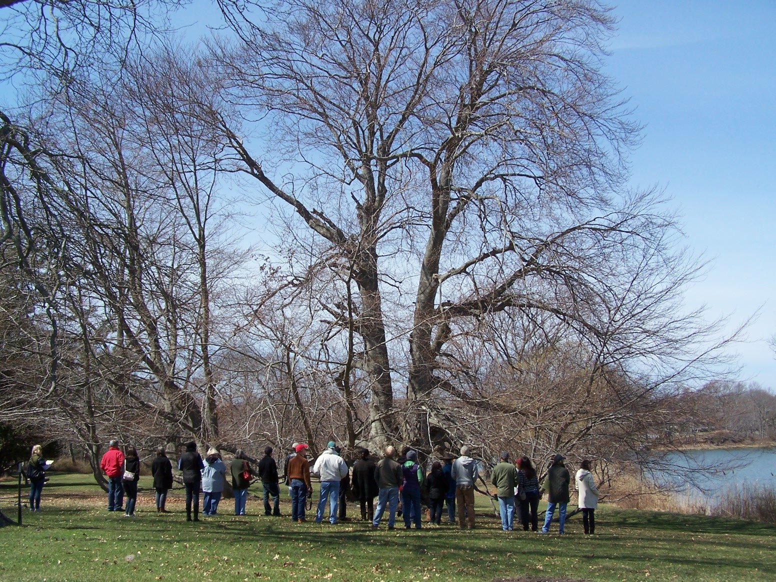 people by the trees