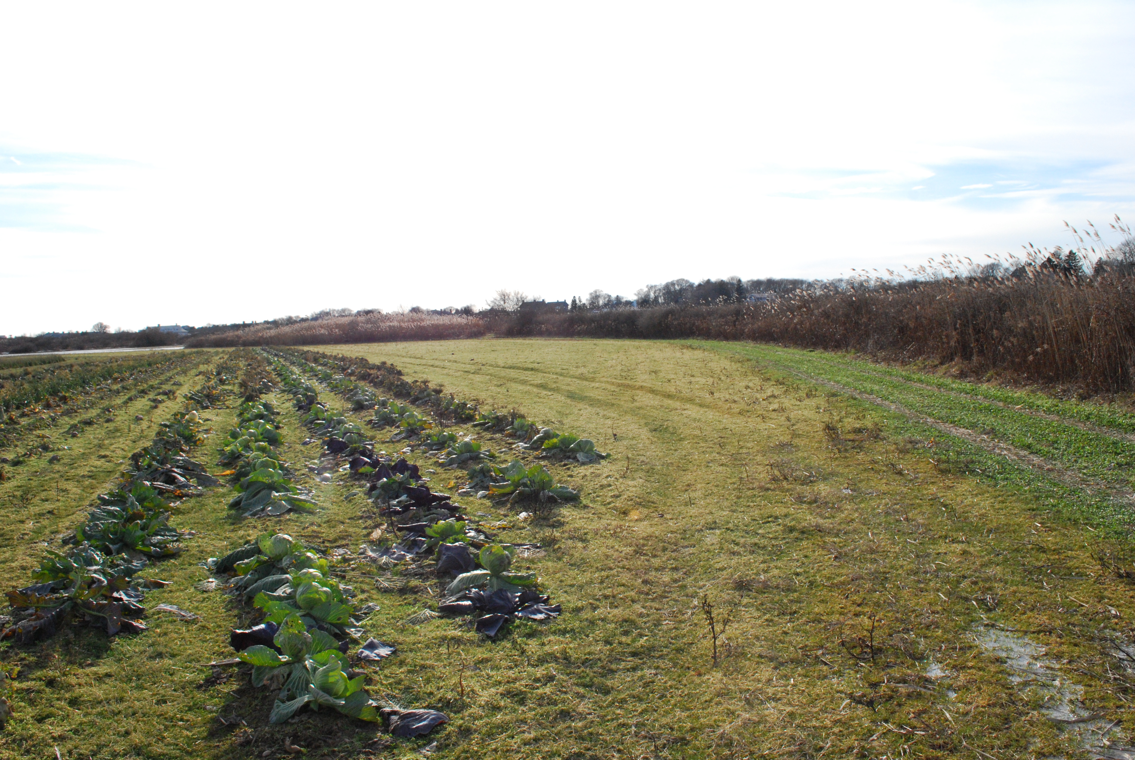 Farm land at Smith Corner