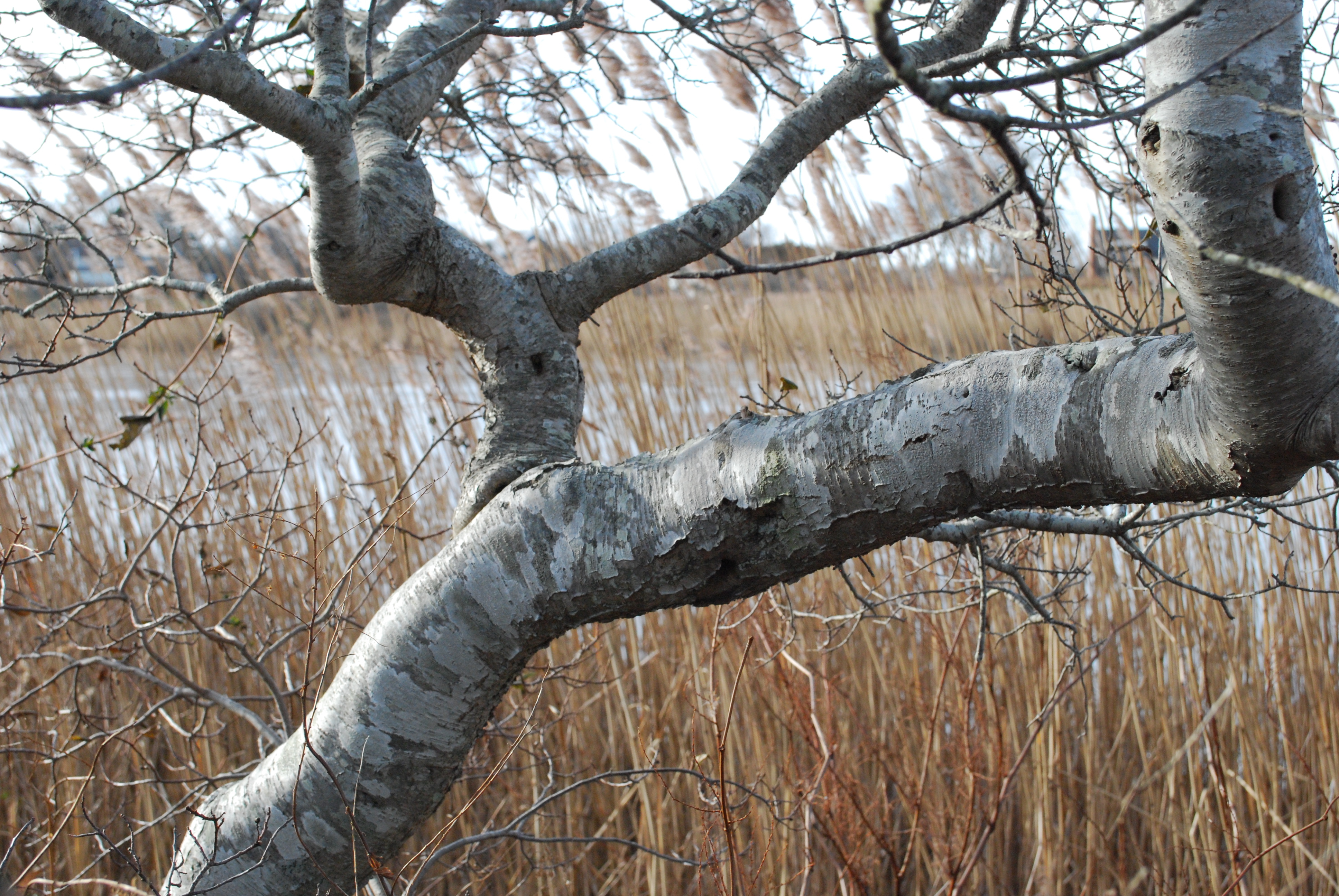 Tree and Sagg Pond