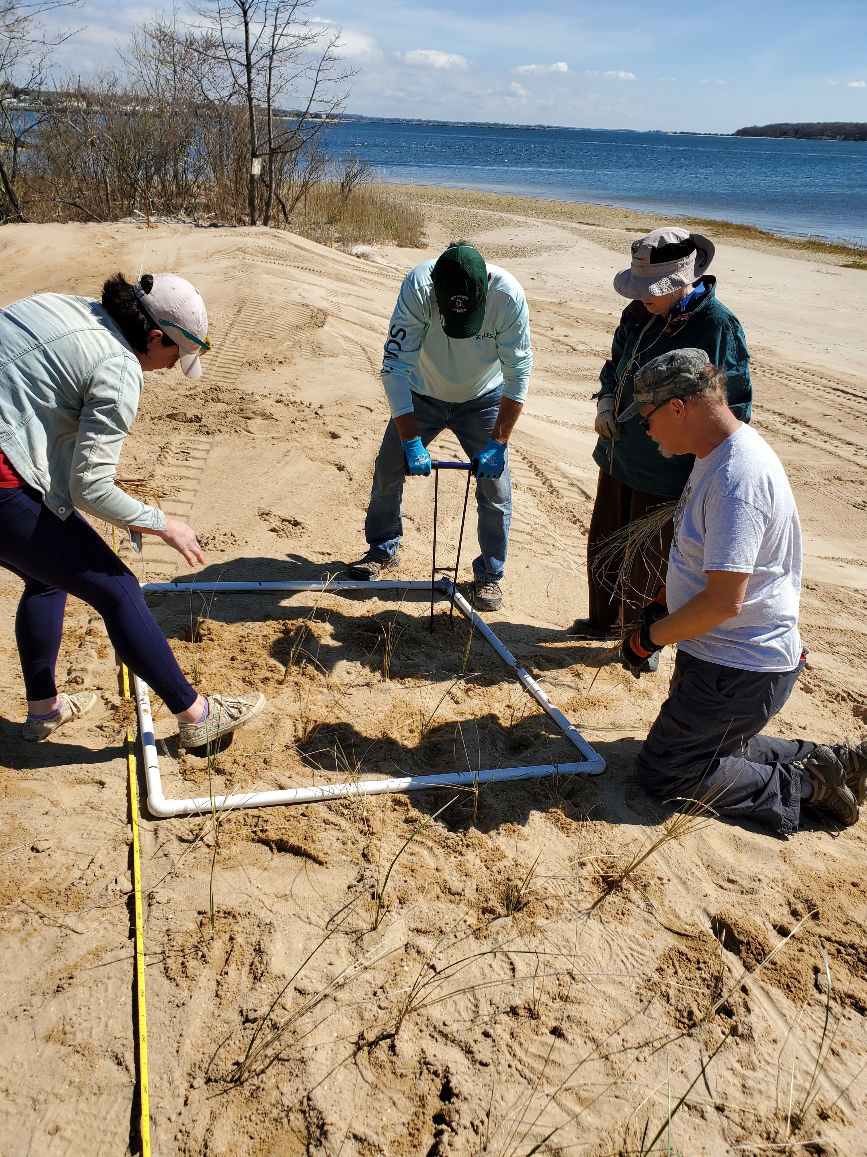 planting beach grass