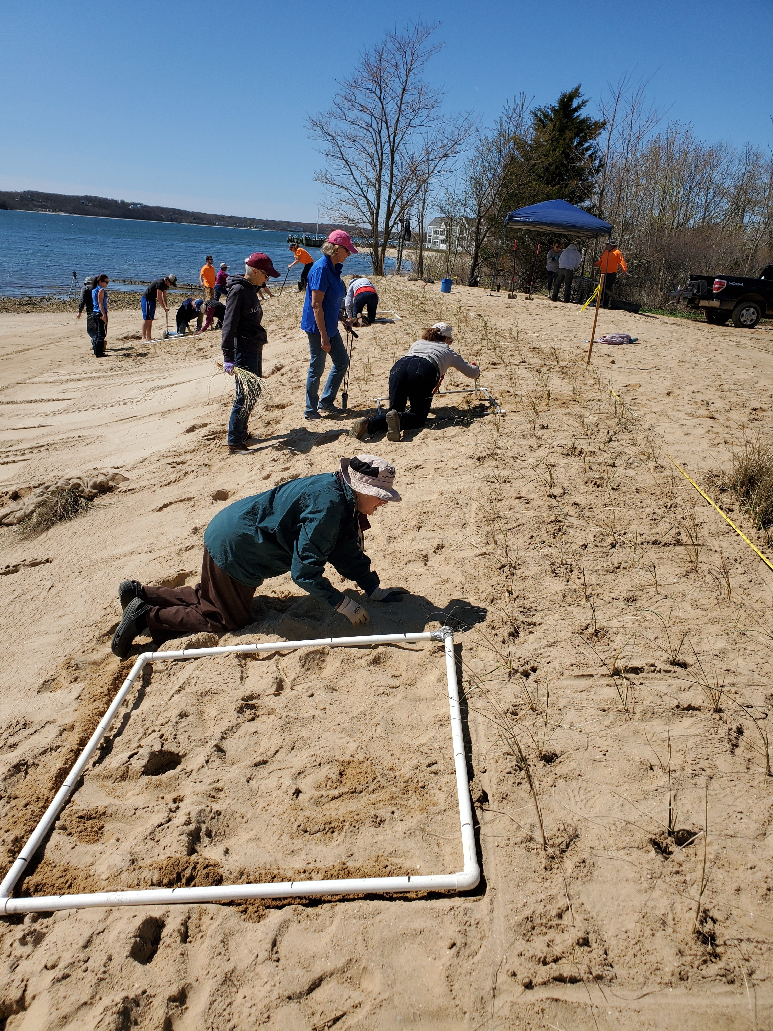 planting beach grass