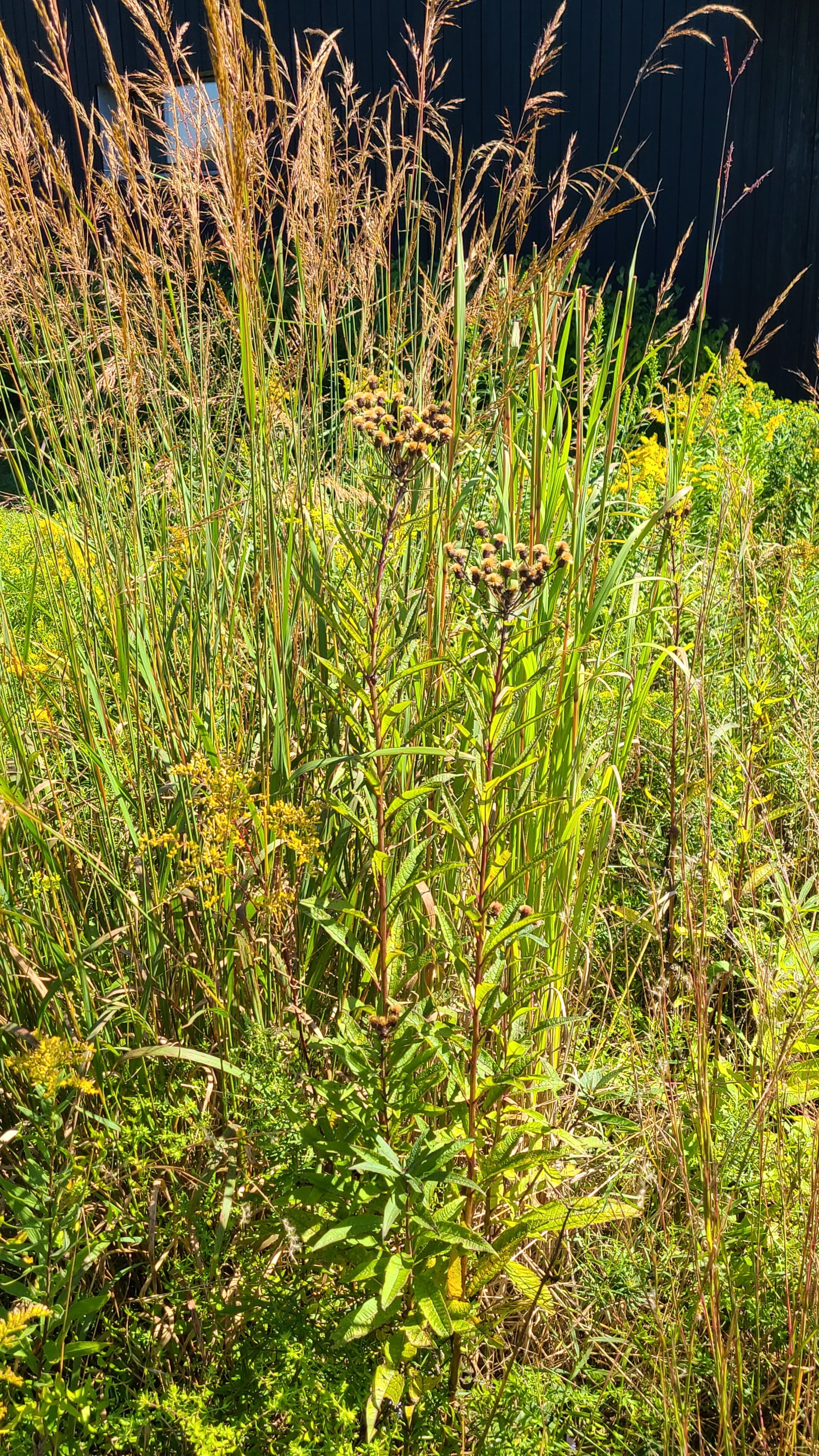 native grasses