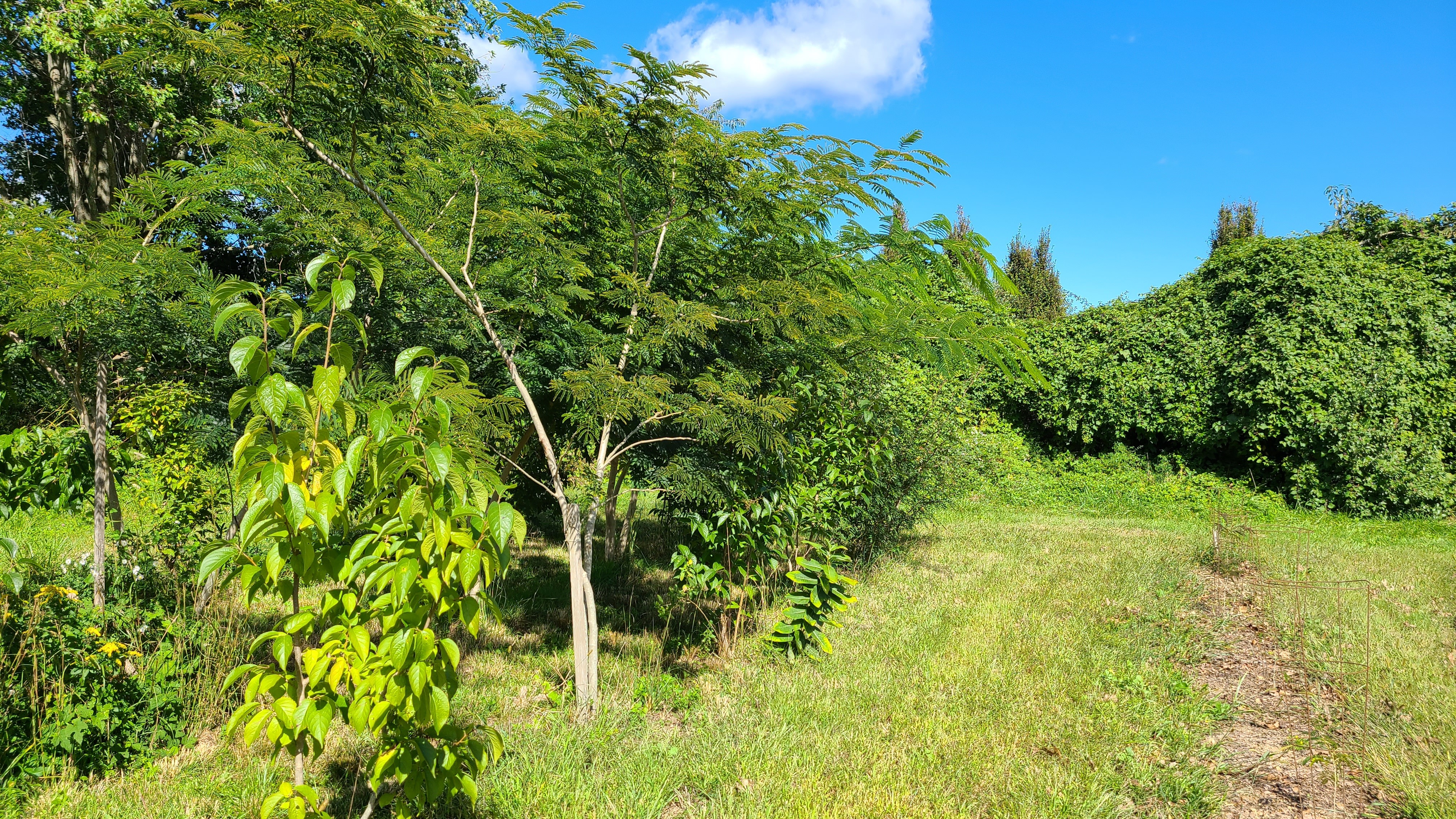 medicinal herb garden