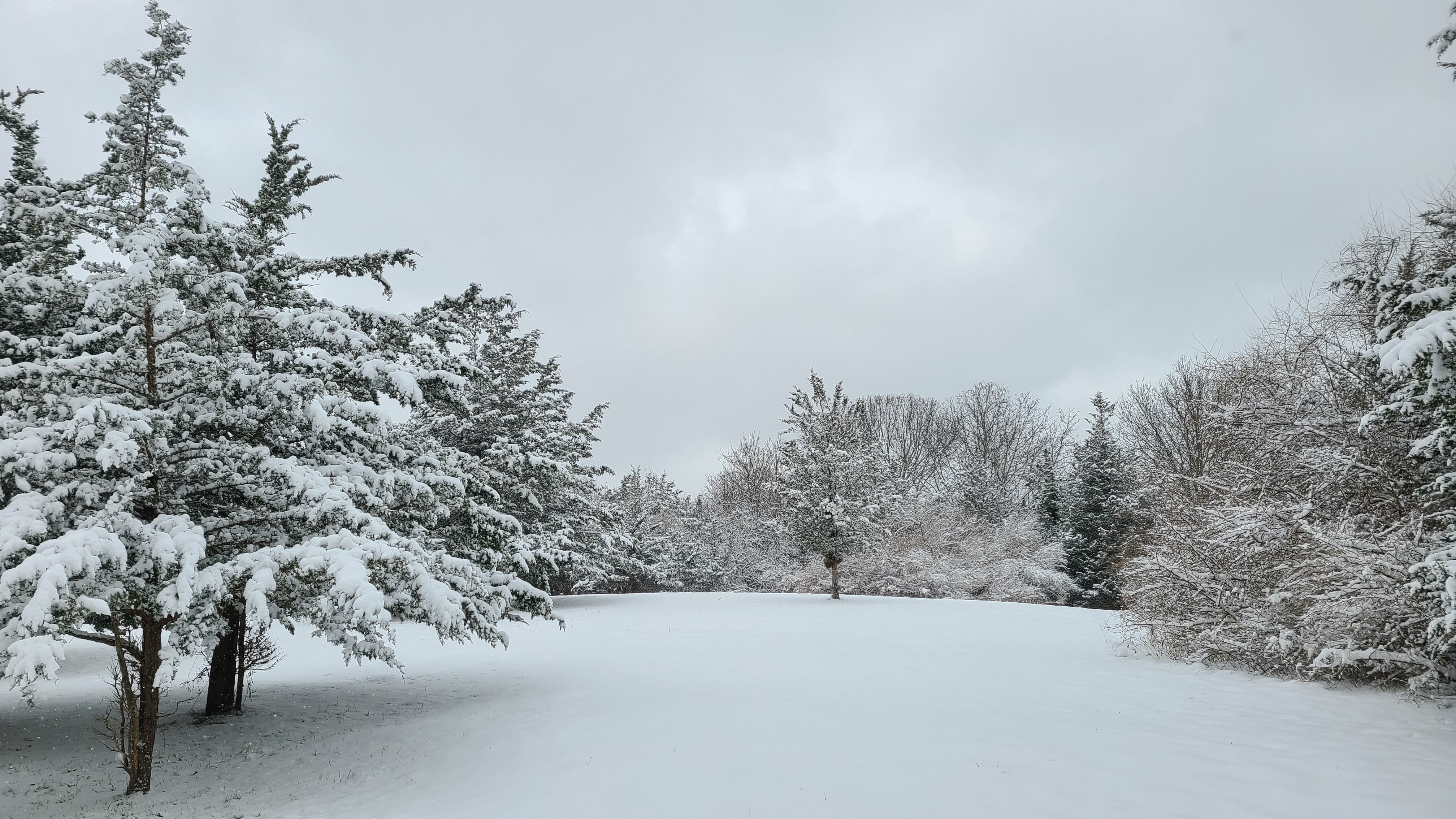 trees at the Wolf Preserve covered in snow