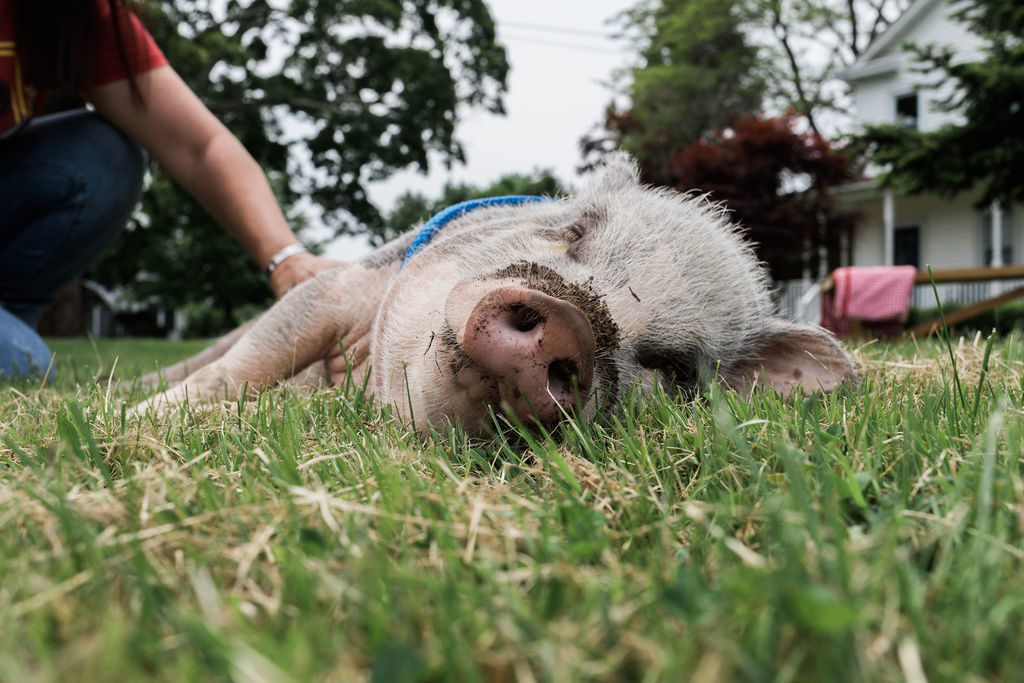 Pig laying in the grass