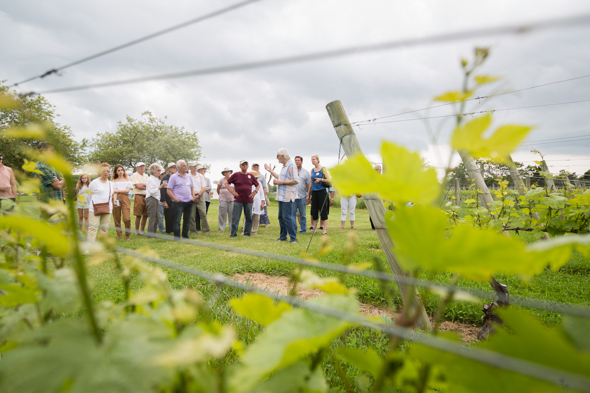 View of attendees through the vines at 2018 Peconinic