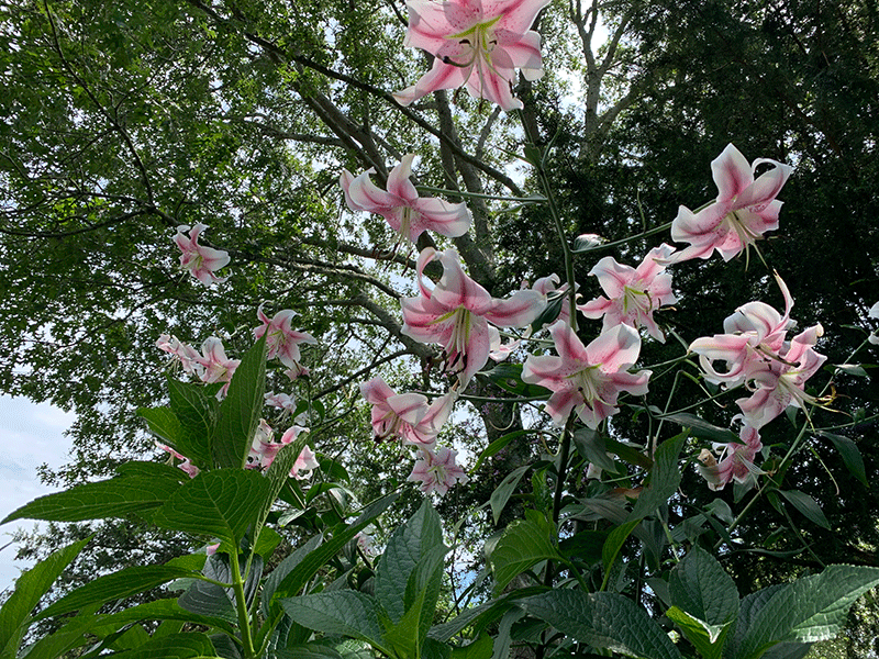 Asiatic lily