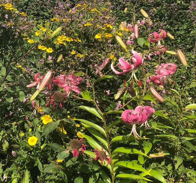 BG Helenium Sneezeweed native