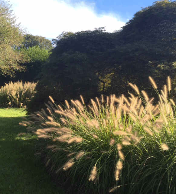 BG native grasses