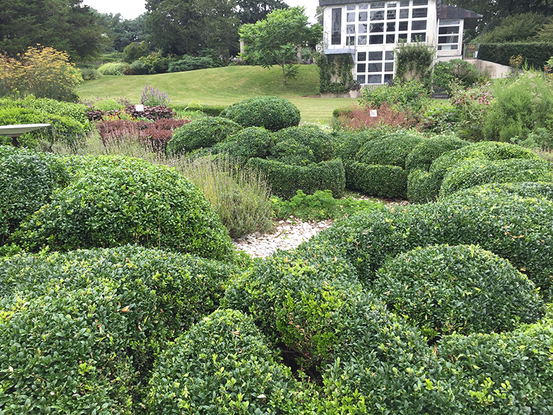 BG pruned knot garden