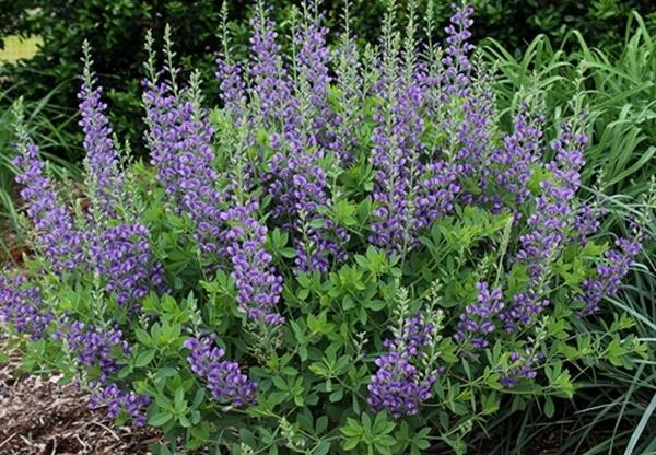 Baptisia Blueberry Sundae PP 23891 i 9455 s 64287 r 1