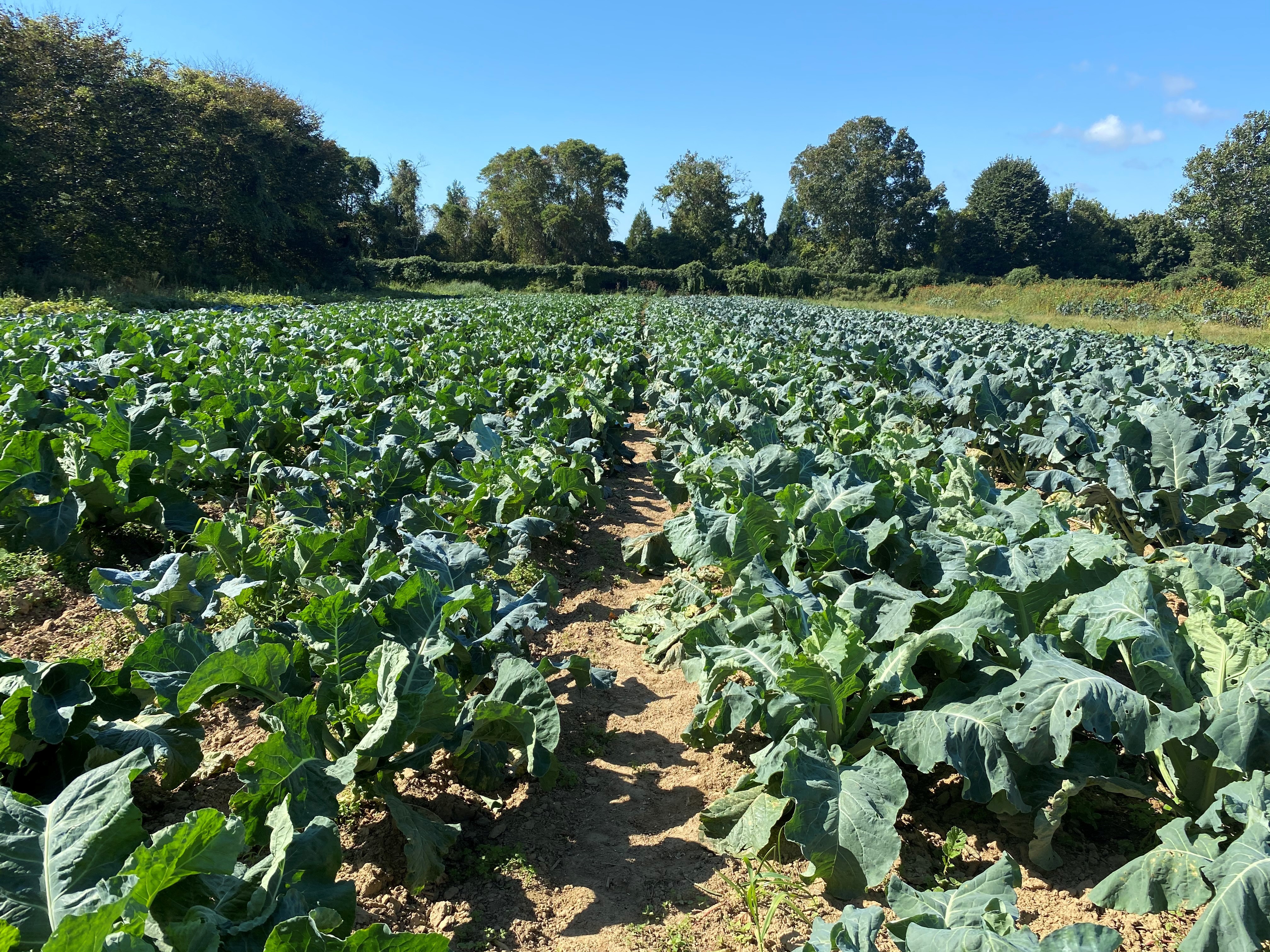 Cabbage at Quail Hill Farm