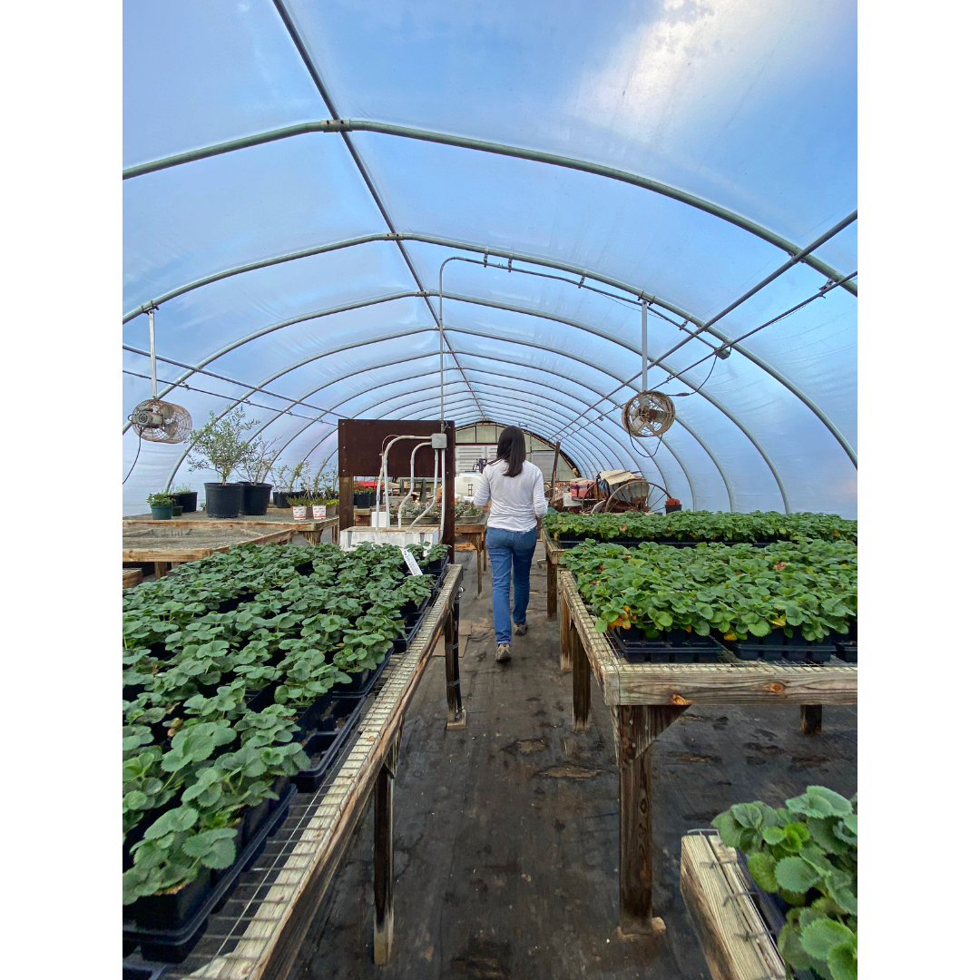 Katherine in the Condzella Greenhouse