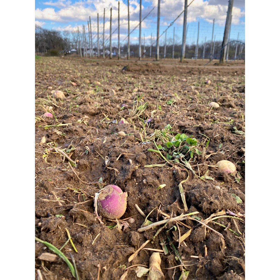 Cover Crops at Condzella Farm