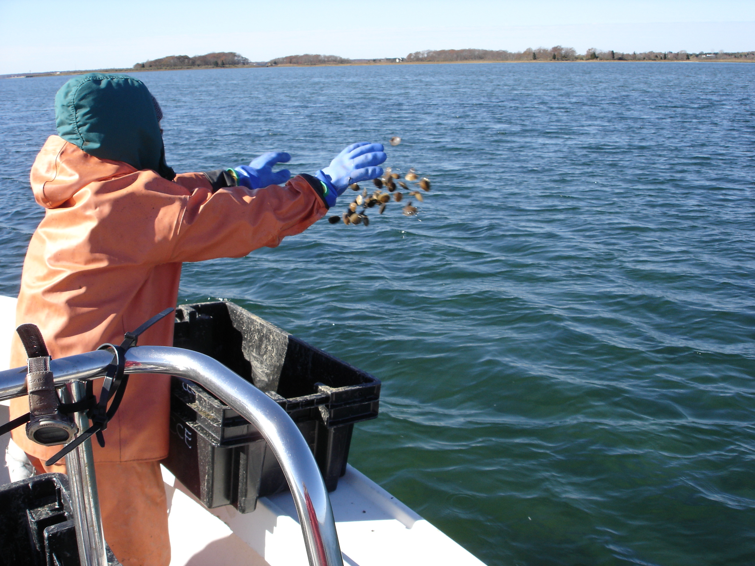 person throwing oysters into the bay