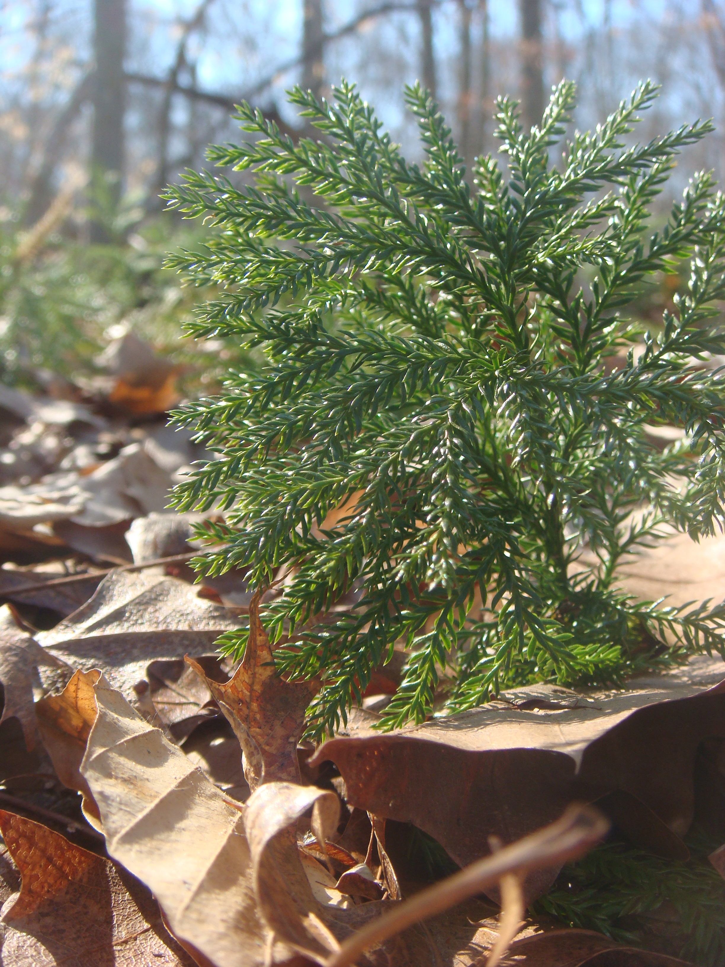 new growth at the Nissequogue Preserve