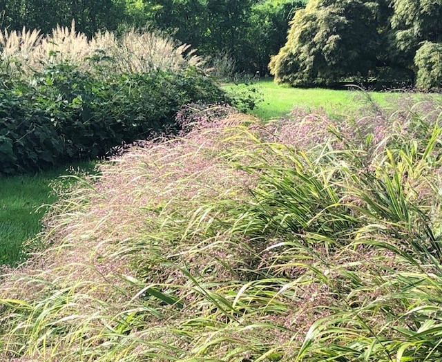 Fountain Grass