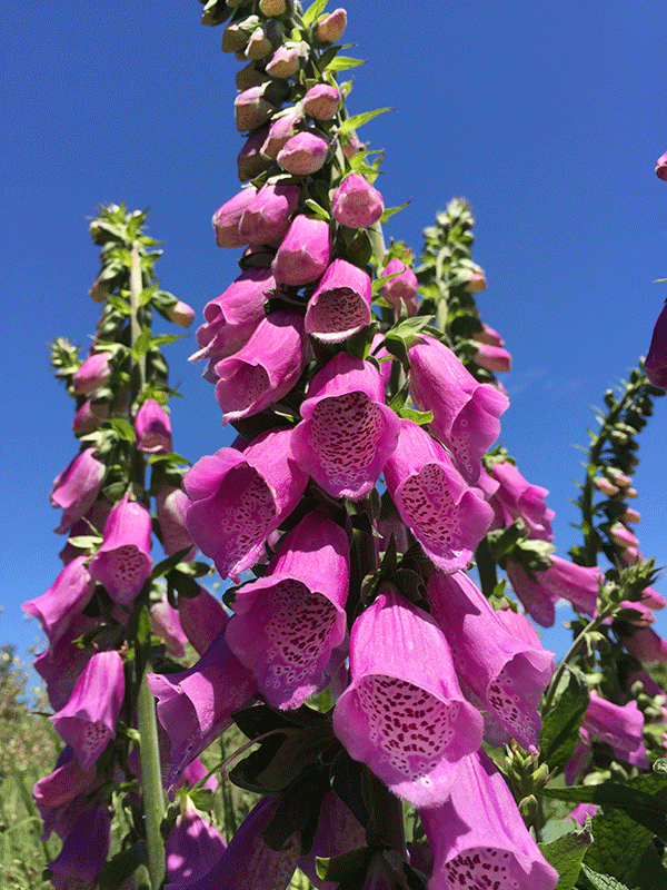 Foxglove