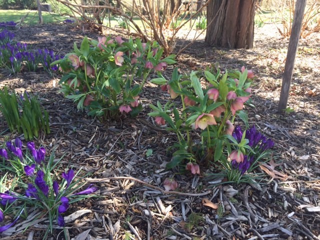 Hellebores