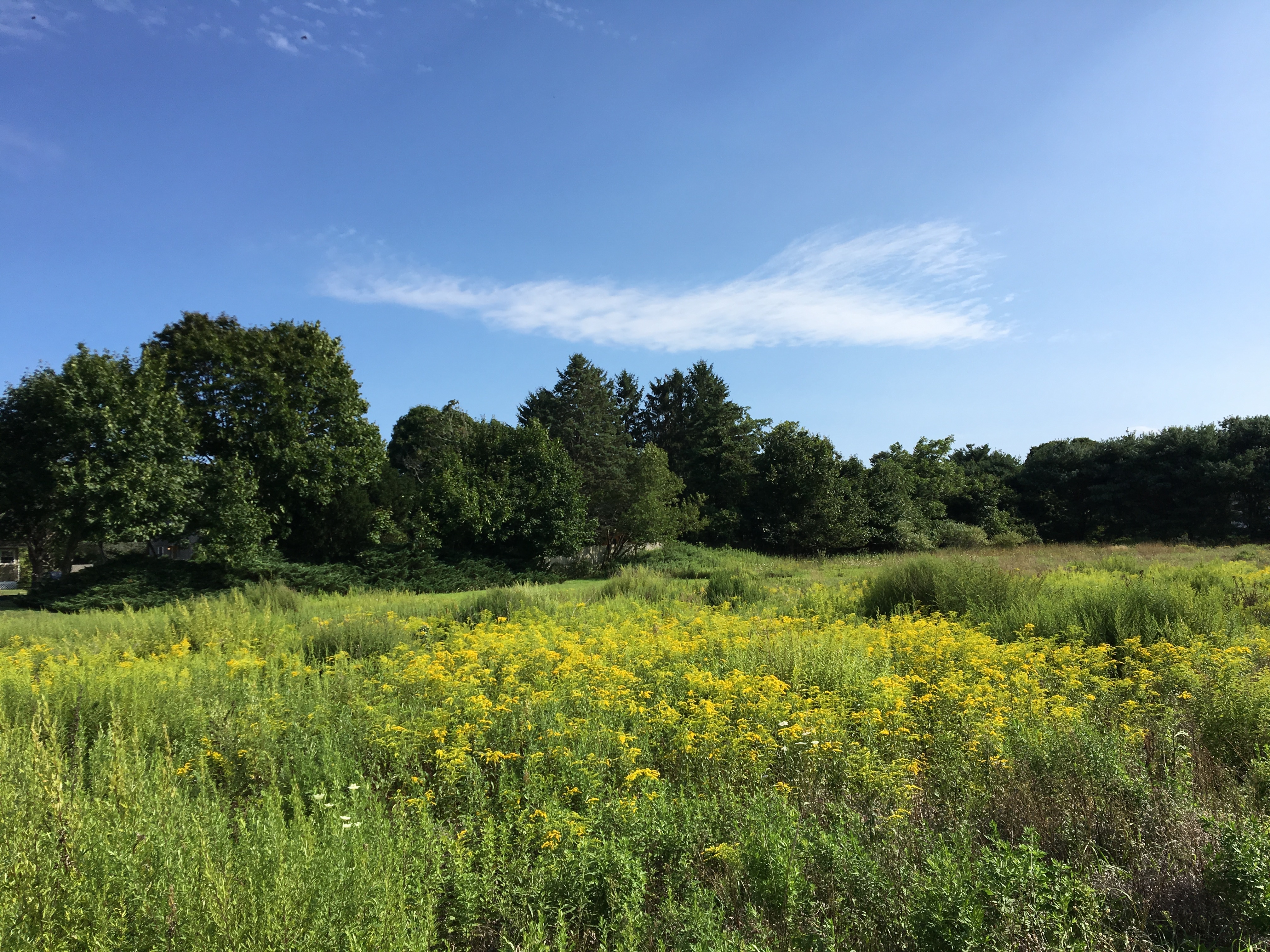 Wildflowers