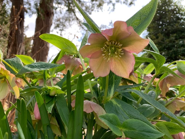 flower at Bridge Gardens