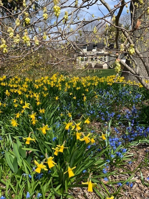 Daffodils at Bridge Gardens