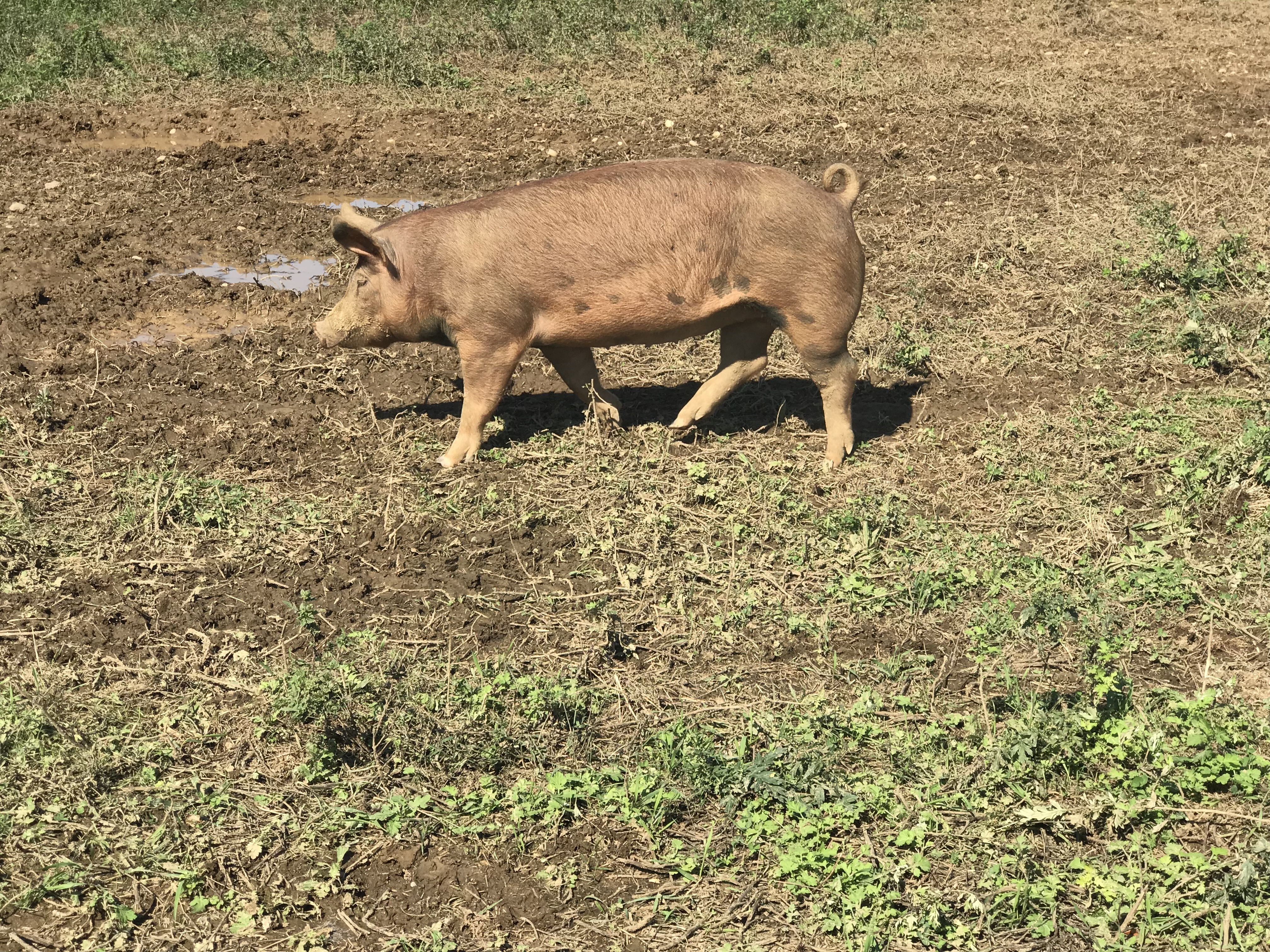 Pig at 8 Hands Farm