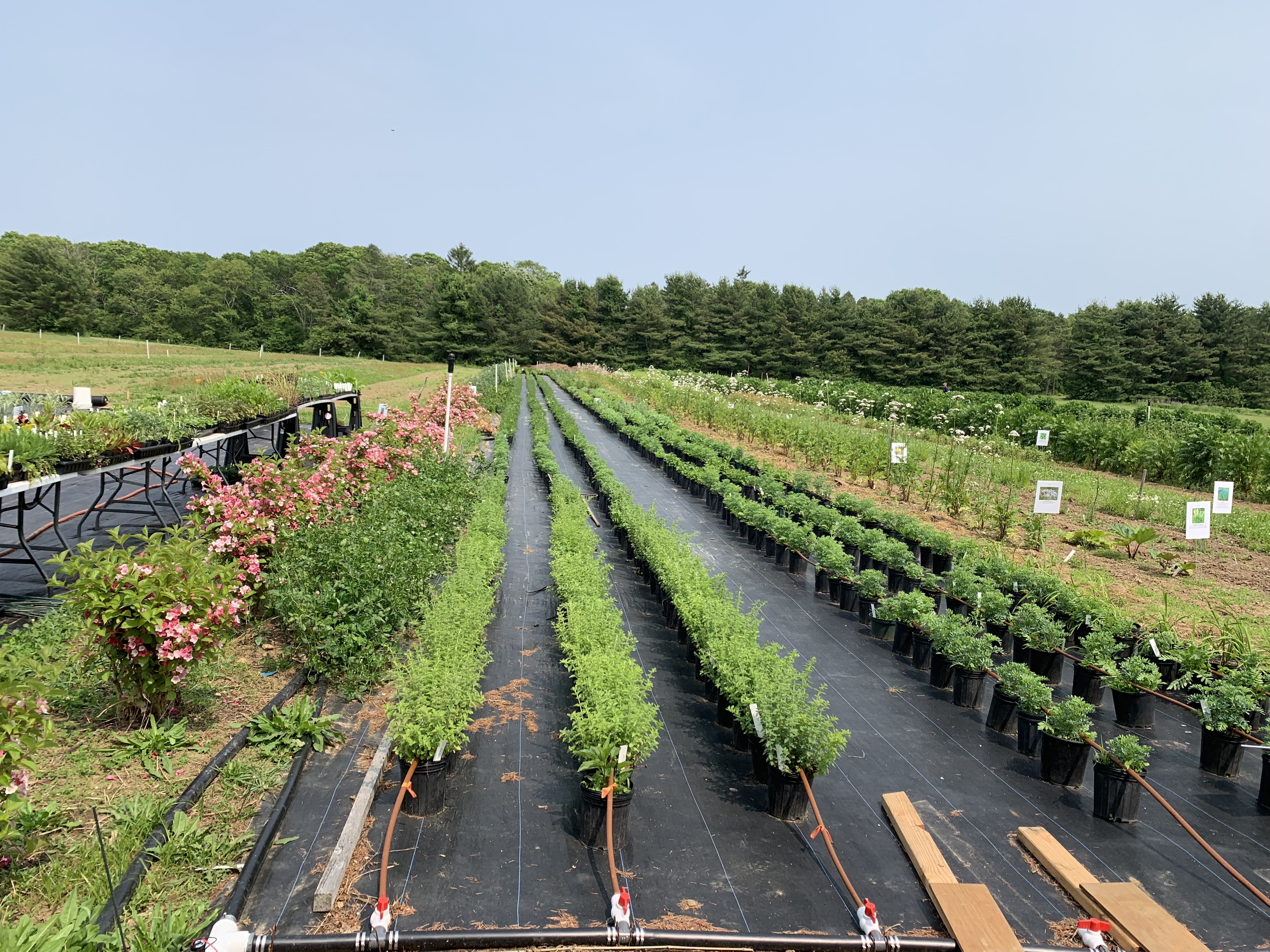 rows of crops