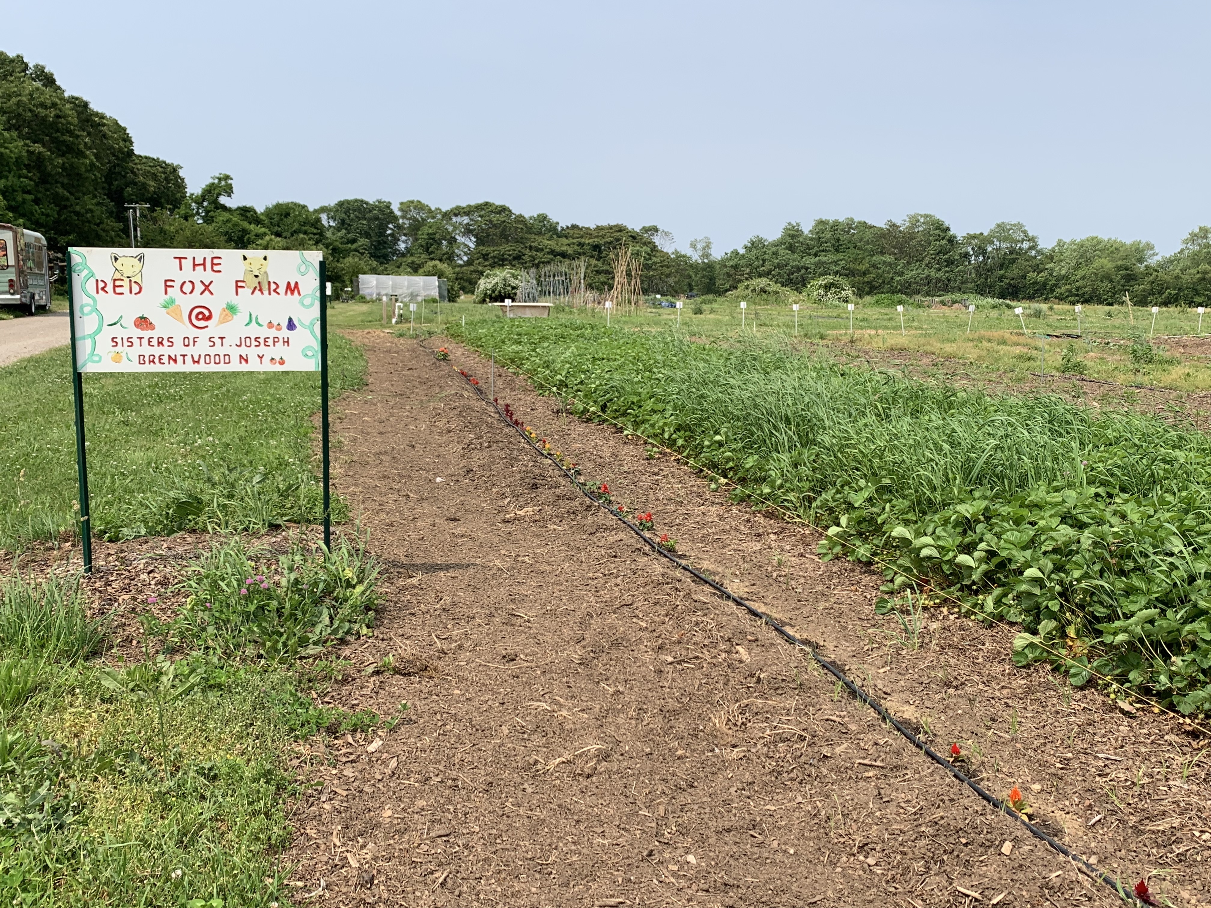 Red Fox Farm sign and farmfield