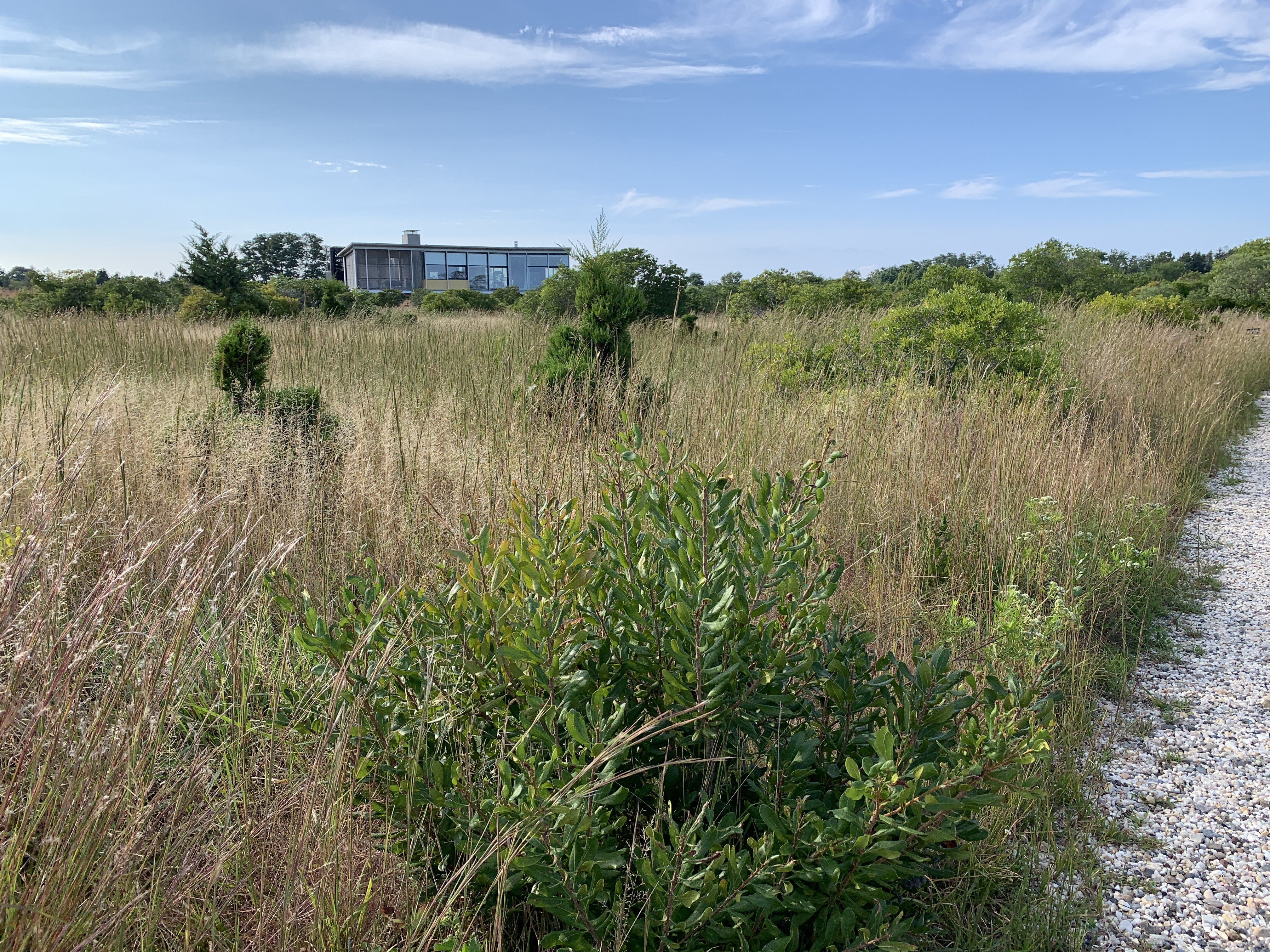 View of meadow and house