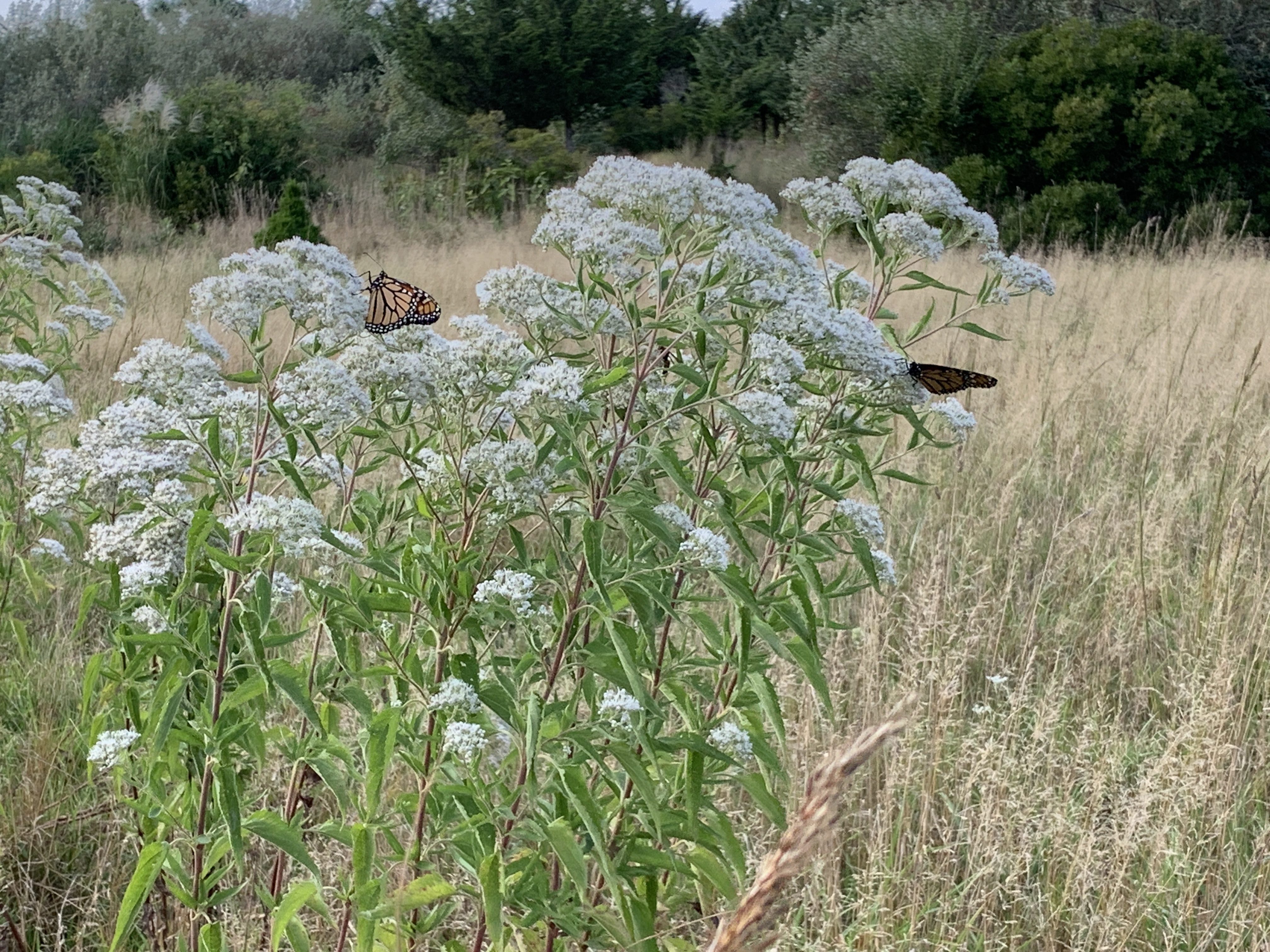 White Eupatorium with Monarch Butterflies