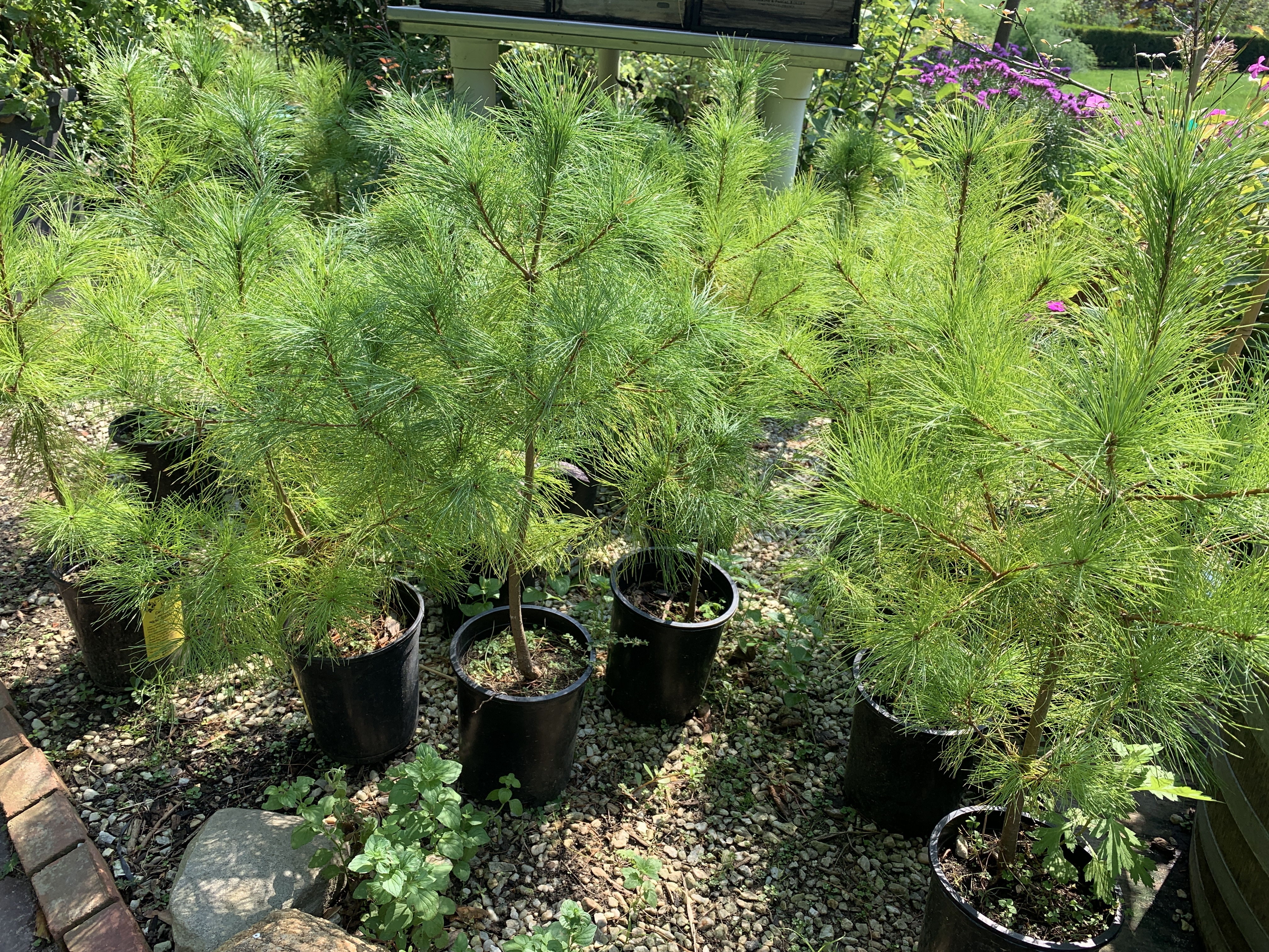 White pine saplings are ready to plant