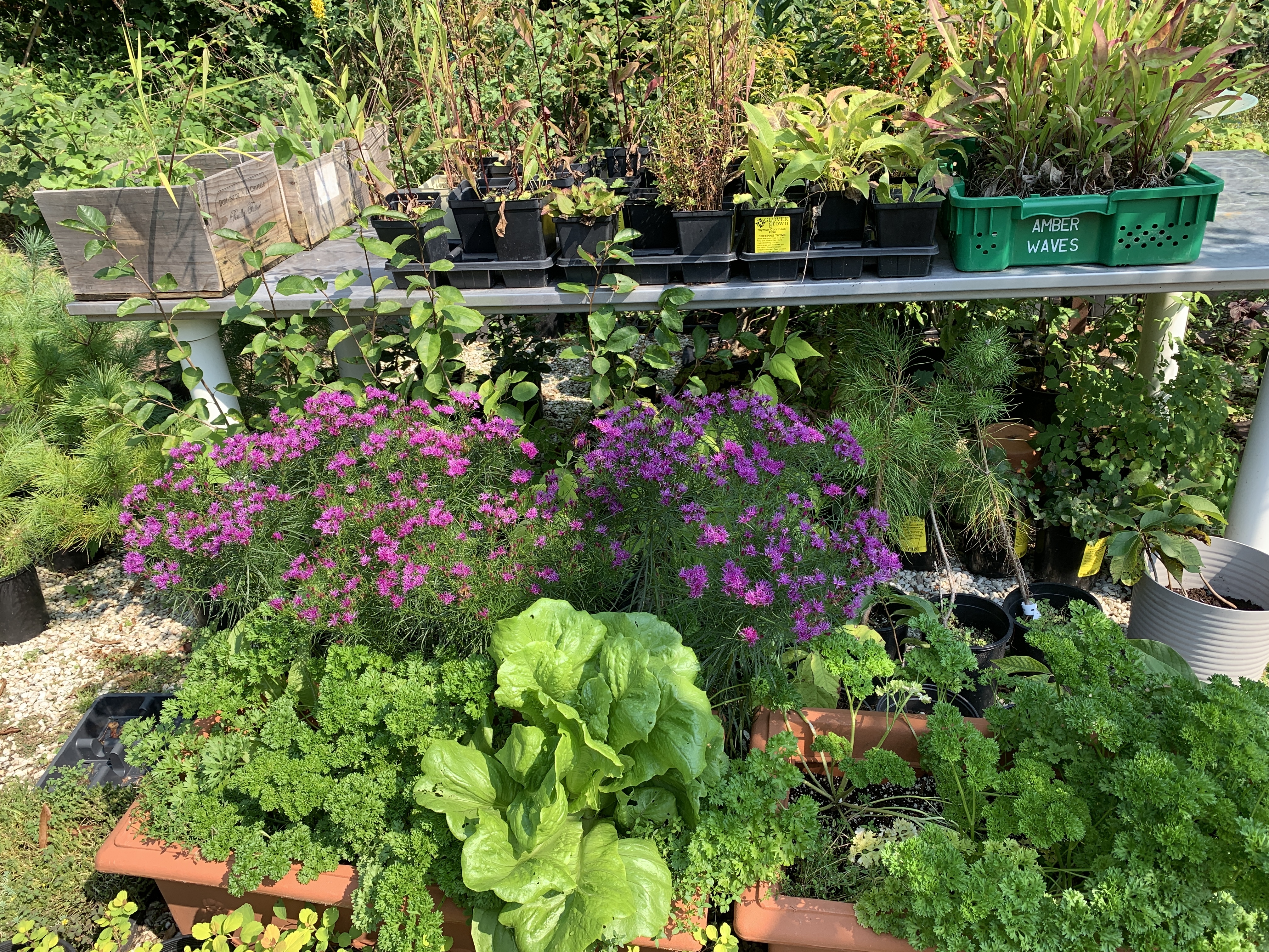 plants in the nursery