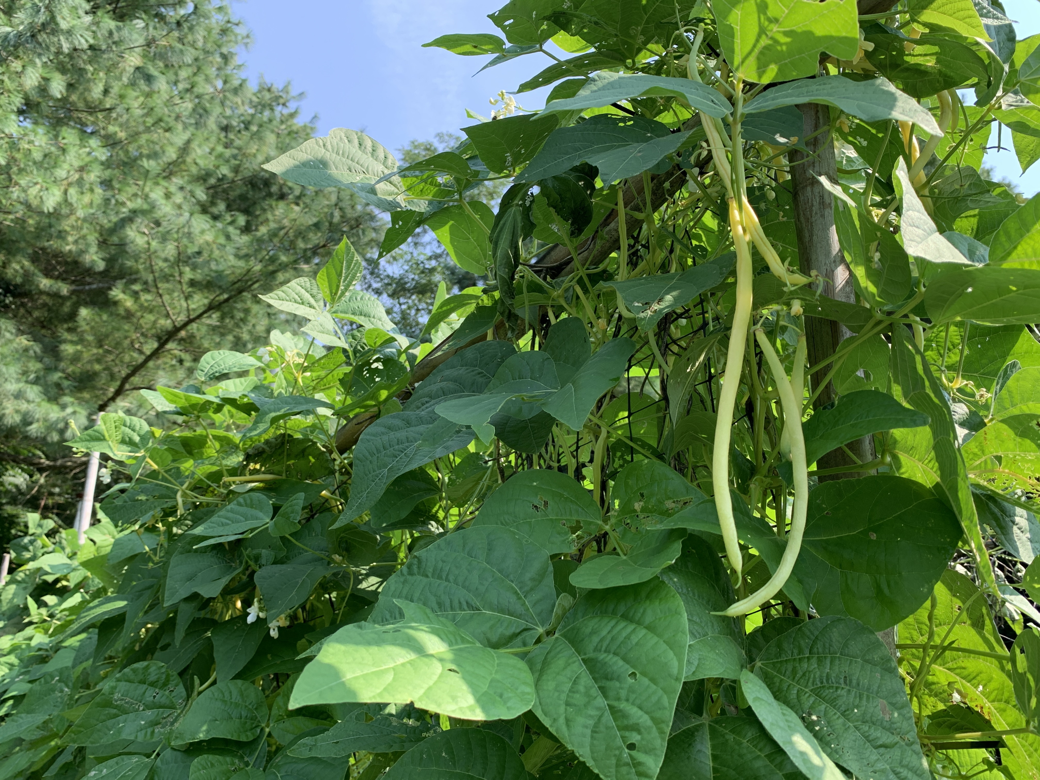 Monte Gusto, a stringless yellow pole bean