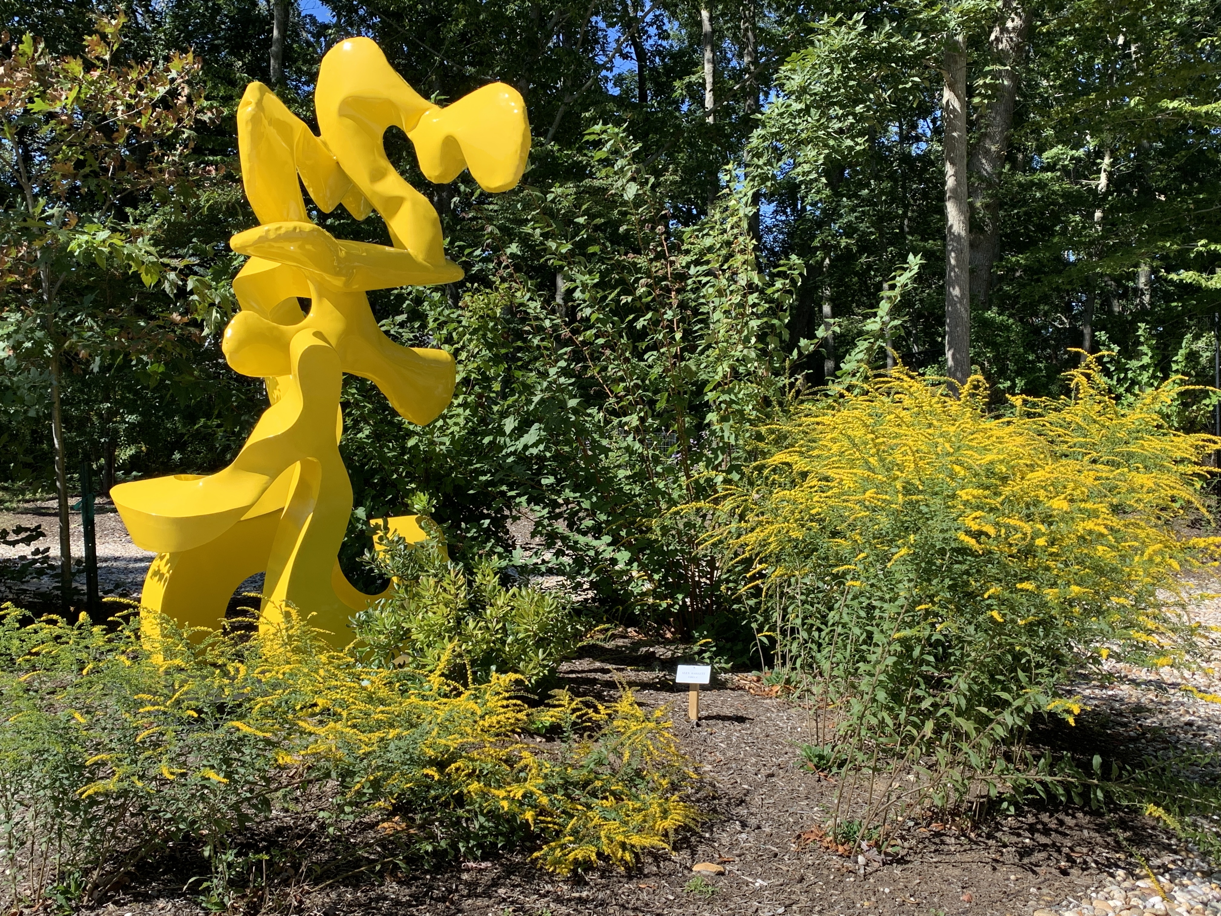 Goldenrod and bayberry