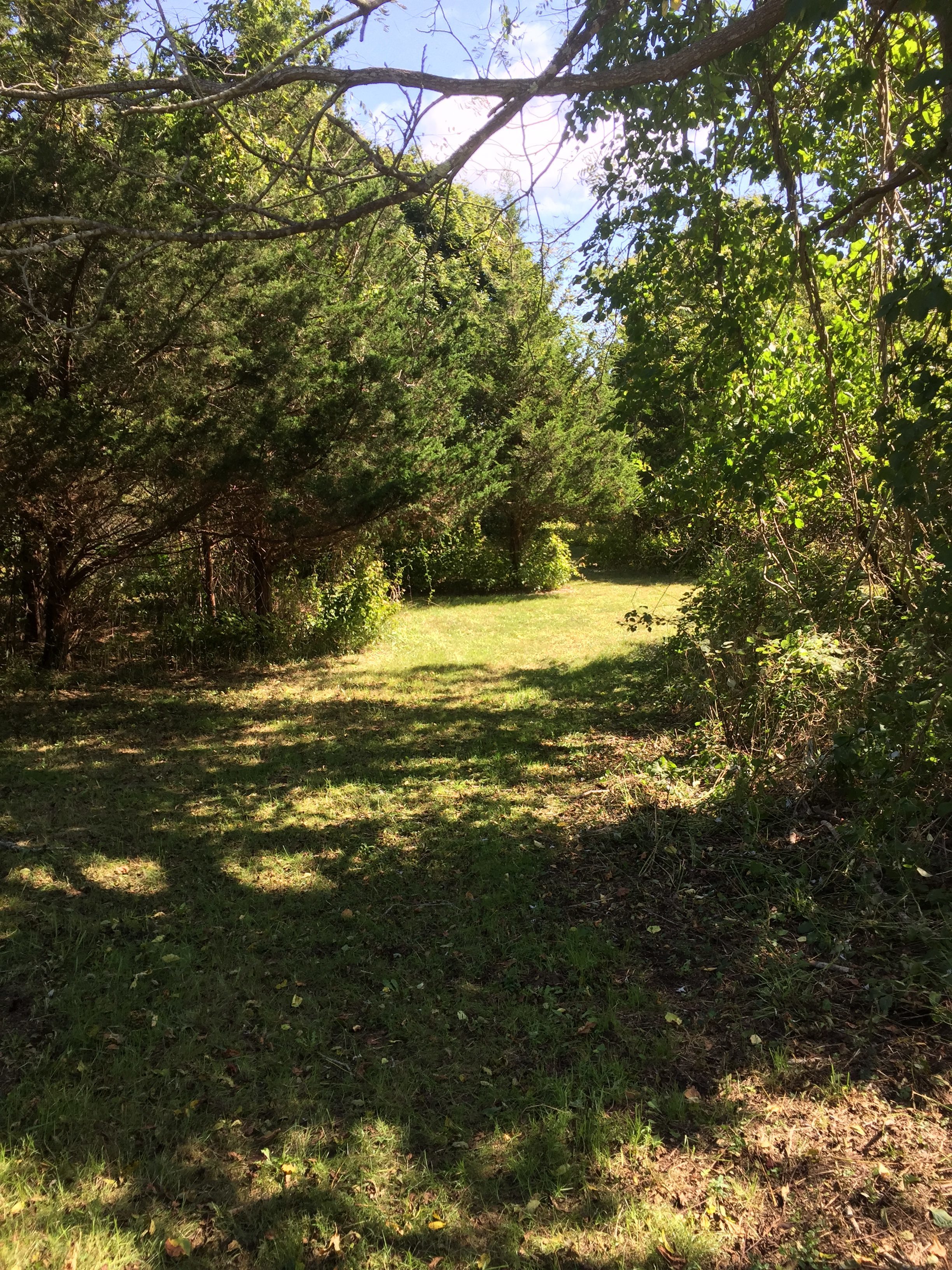 Trees at Wolf Preserve