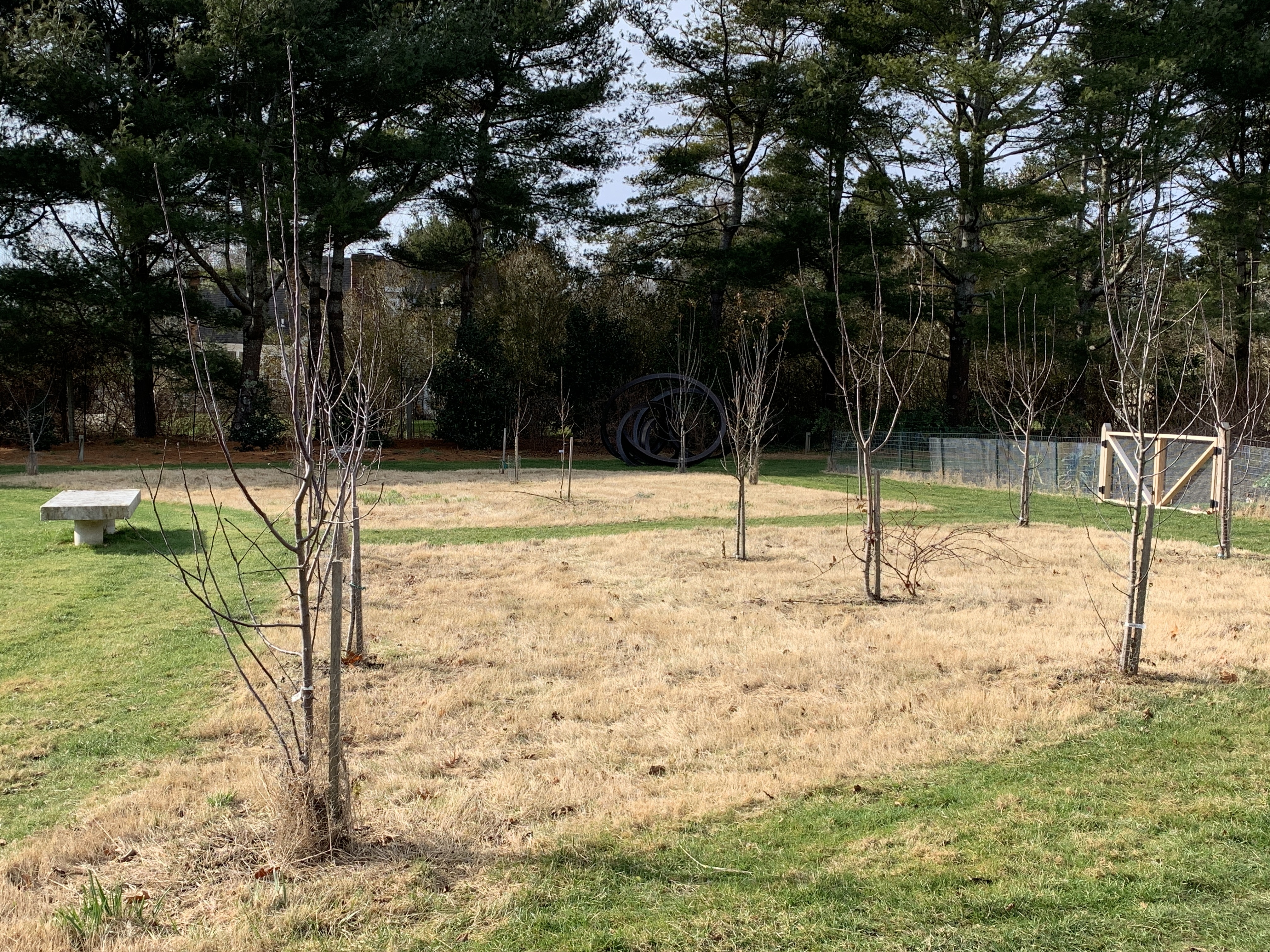 Low-mow area around the orchard