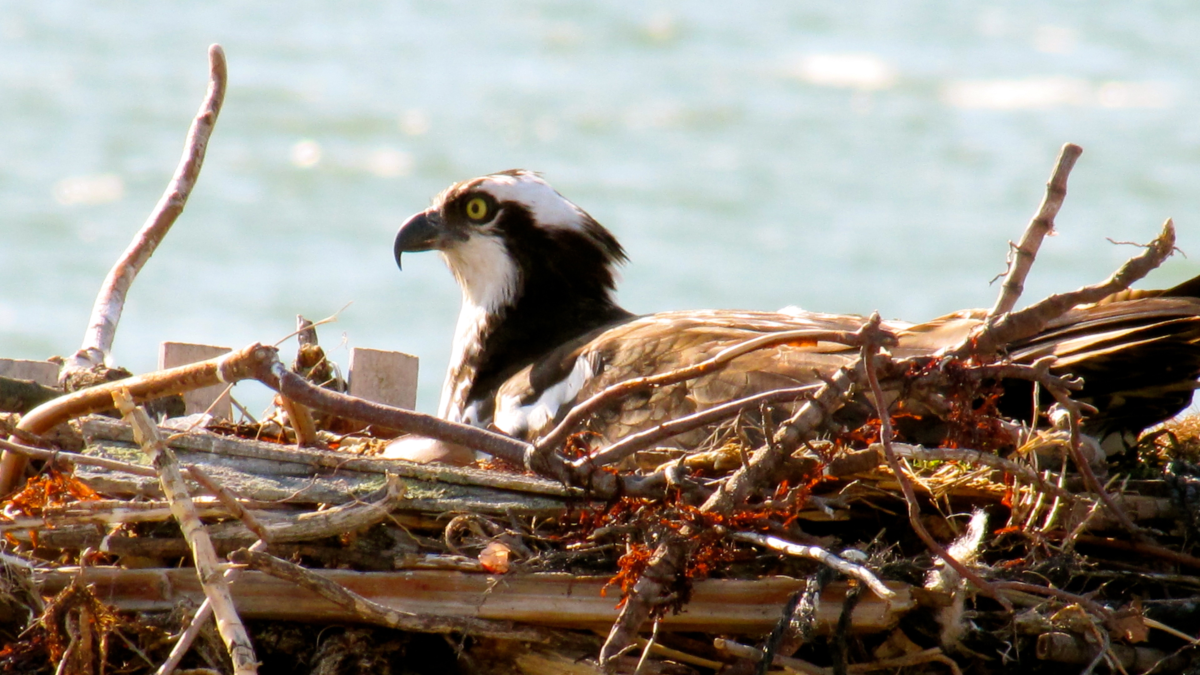 Osprey