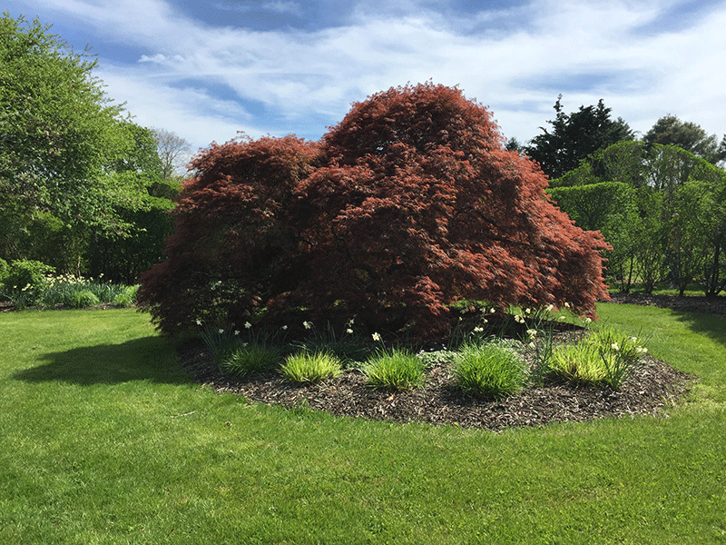 Japanese Maple Npgd