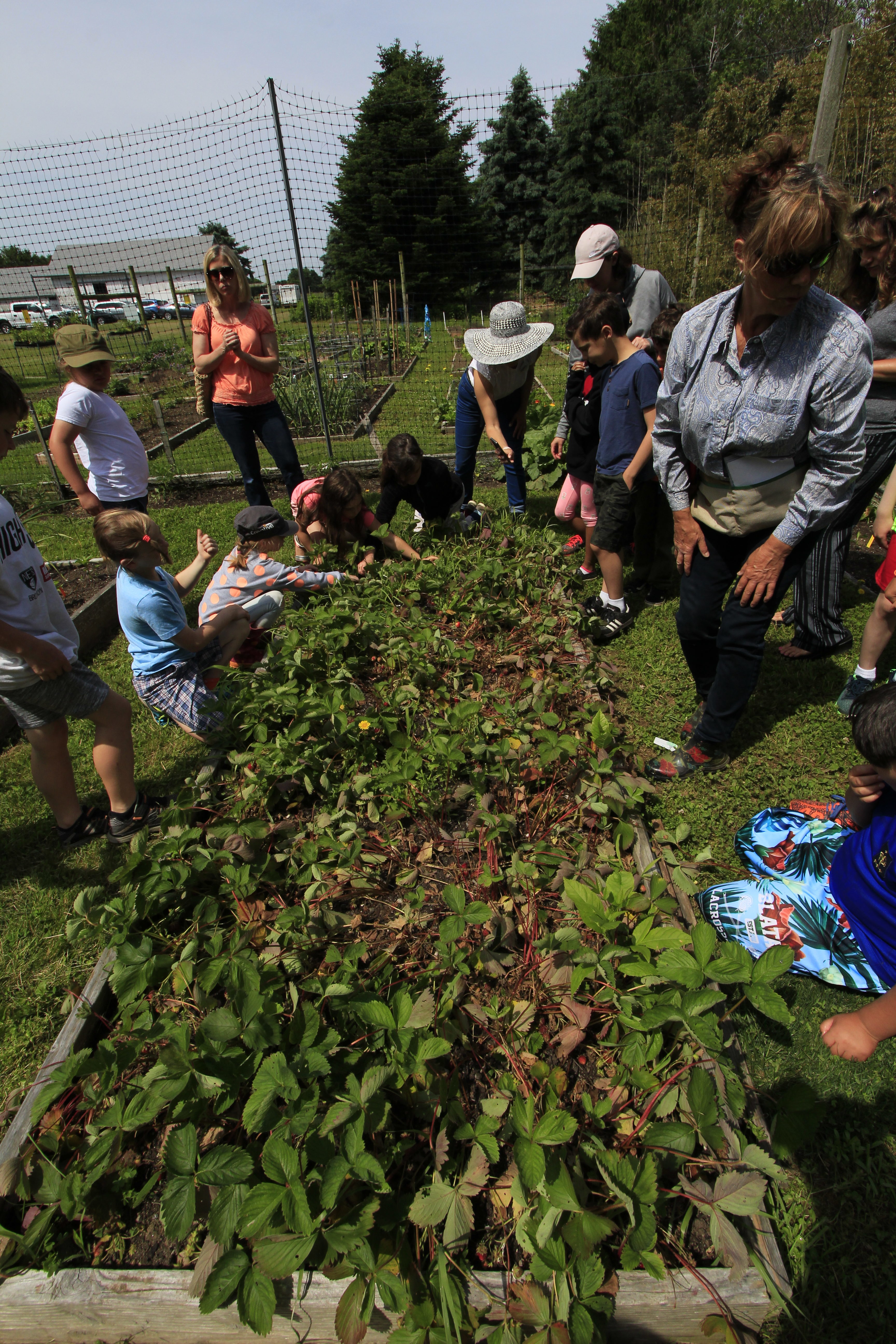 Students around a community garden plot