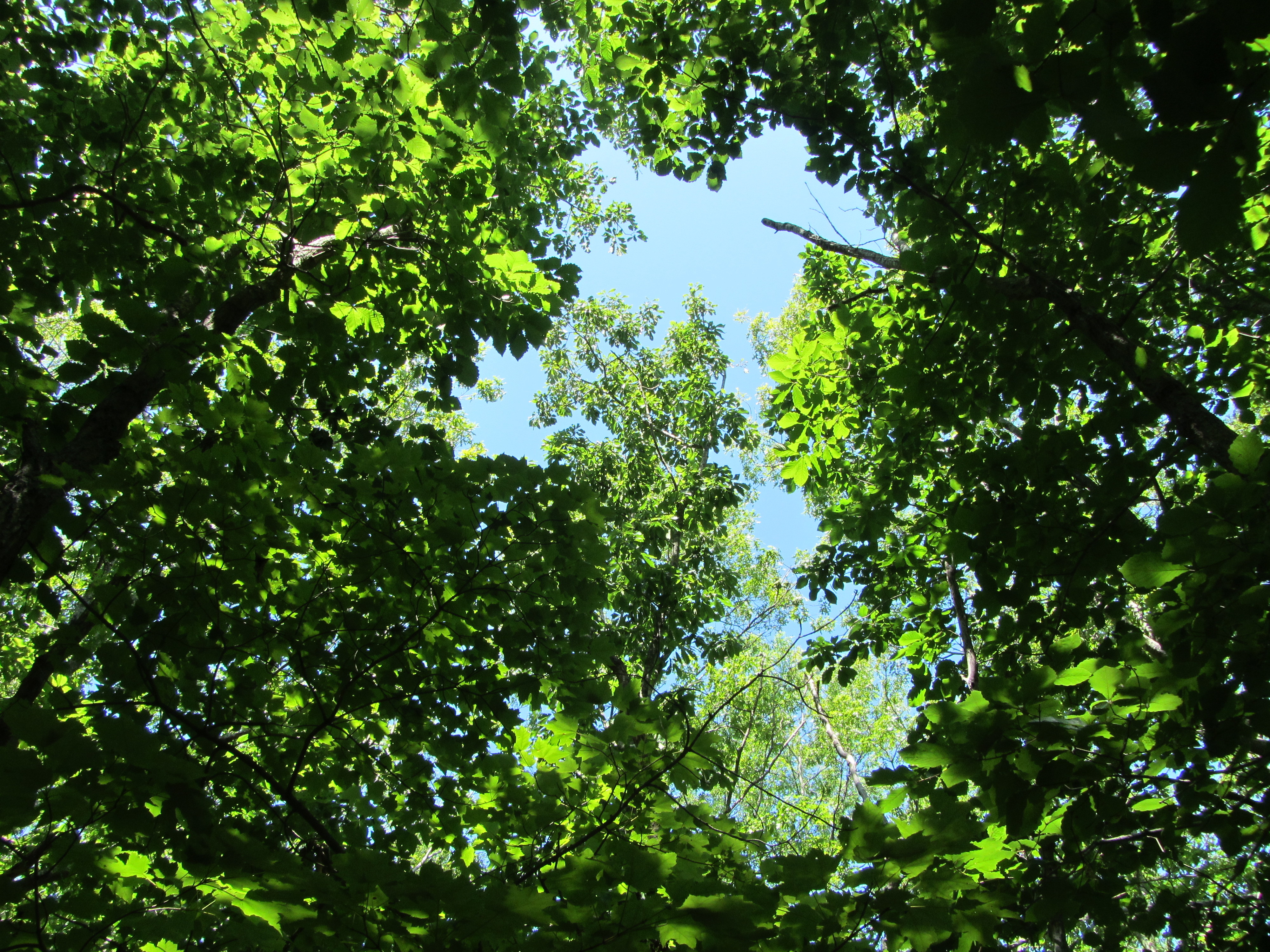 Foliage at Mulvihill