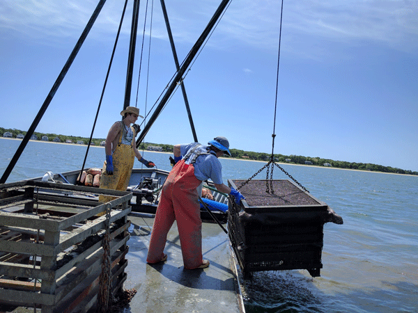 Two baymen and their oyster catch