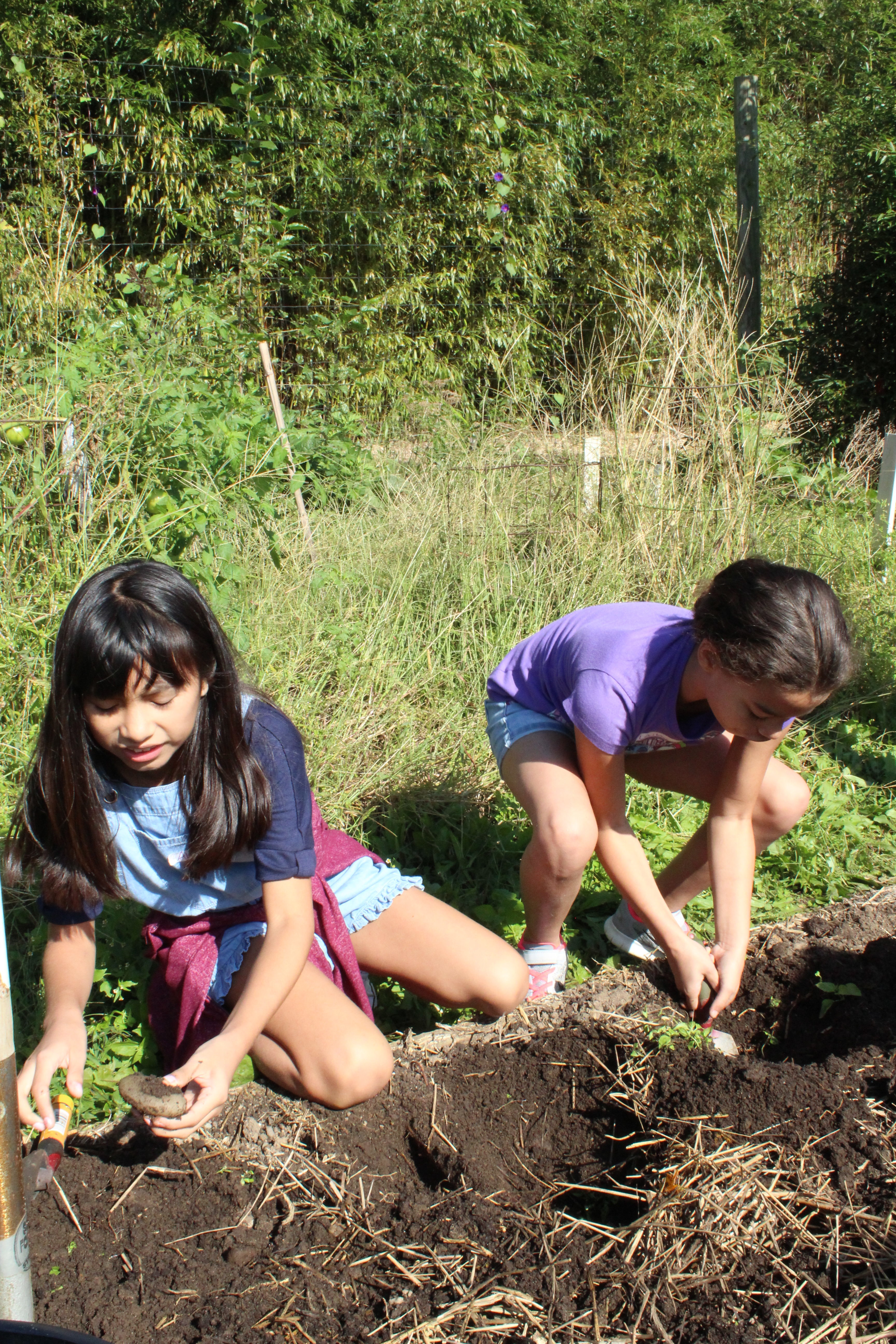 children harvesting potatoes