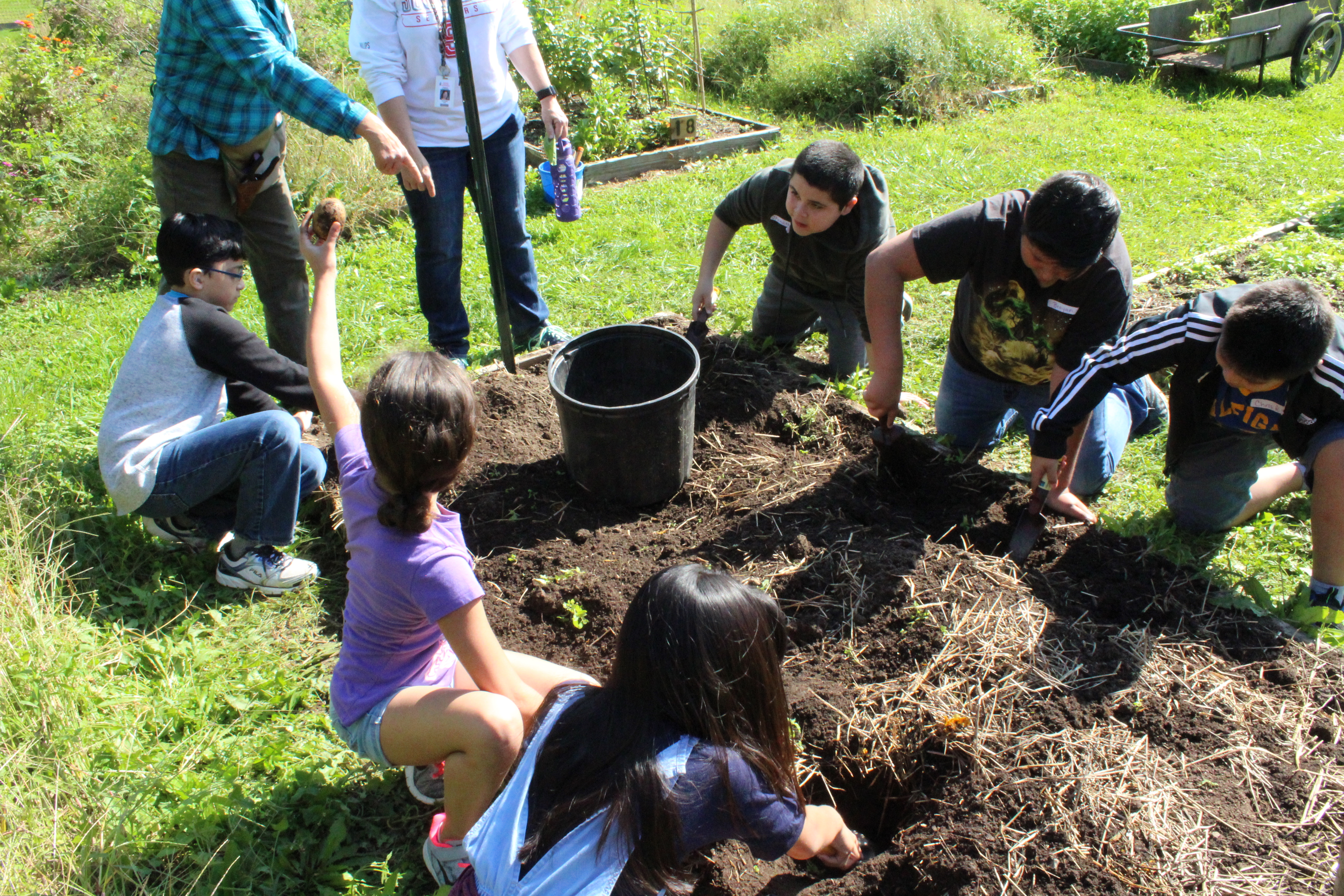 children harvesting potatoes