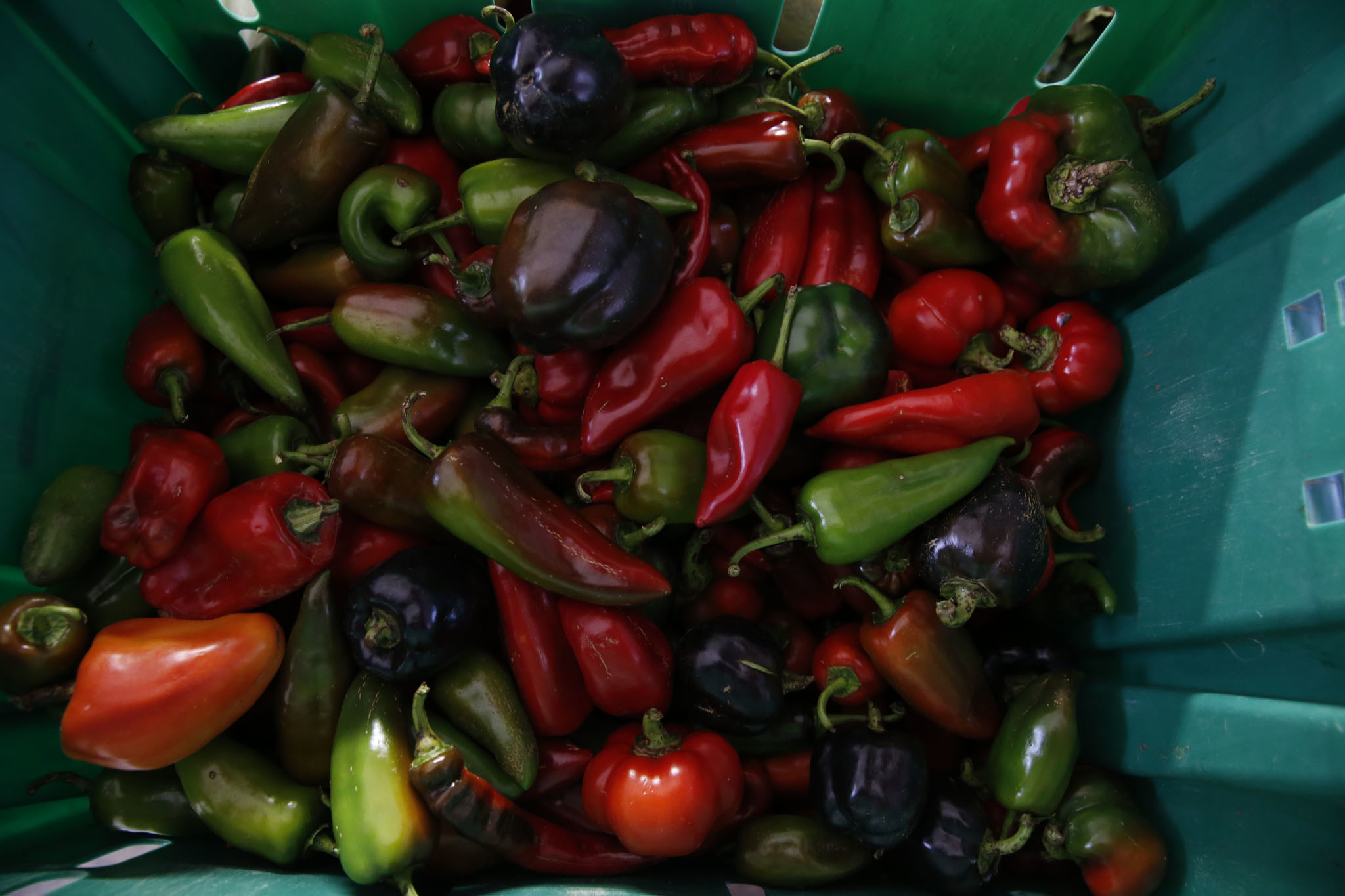 Peppers at Quail Hill Farm