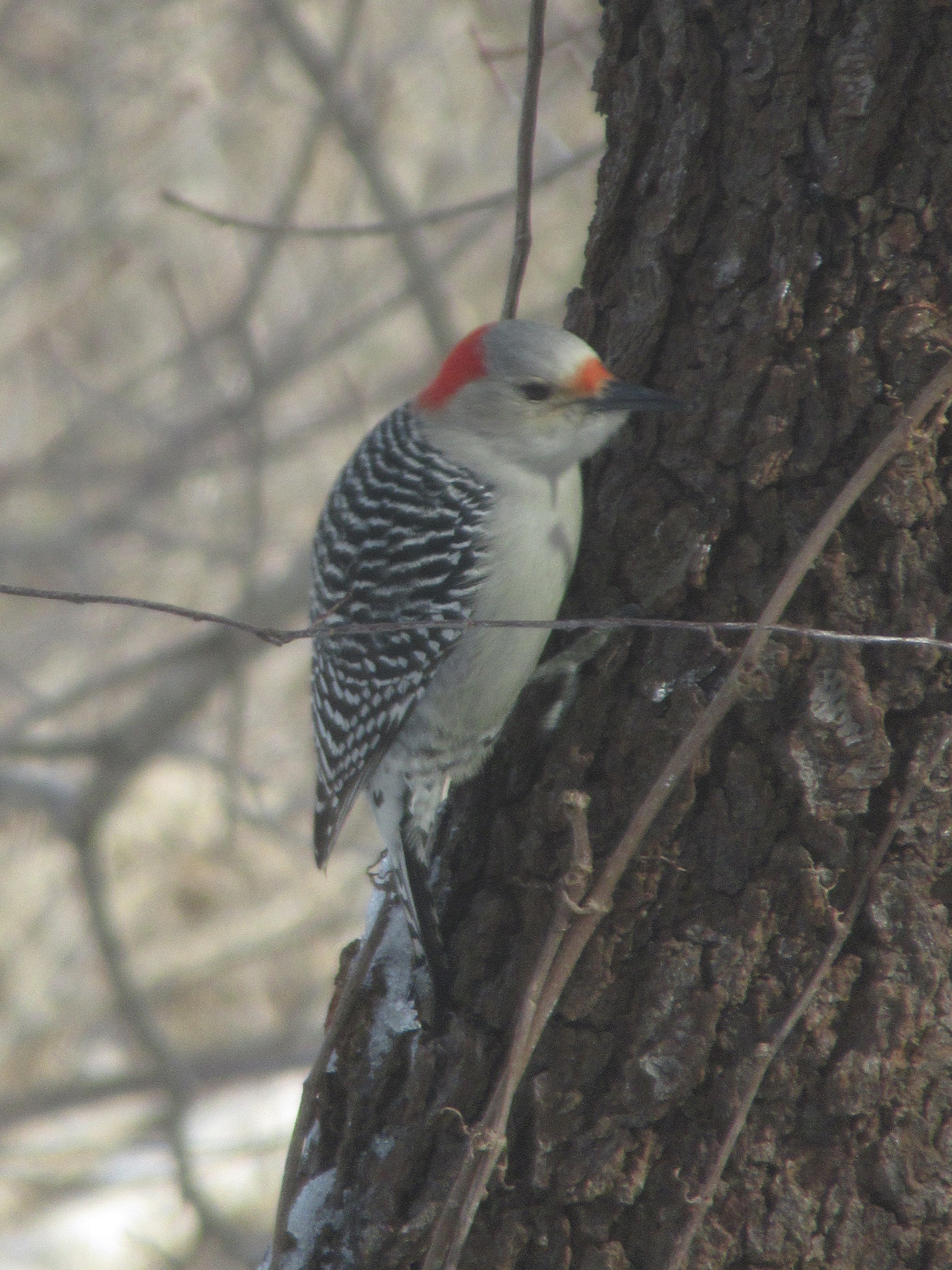 Red bellied Woodpecker Female