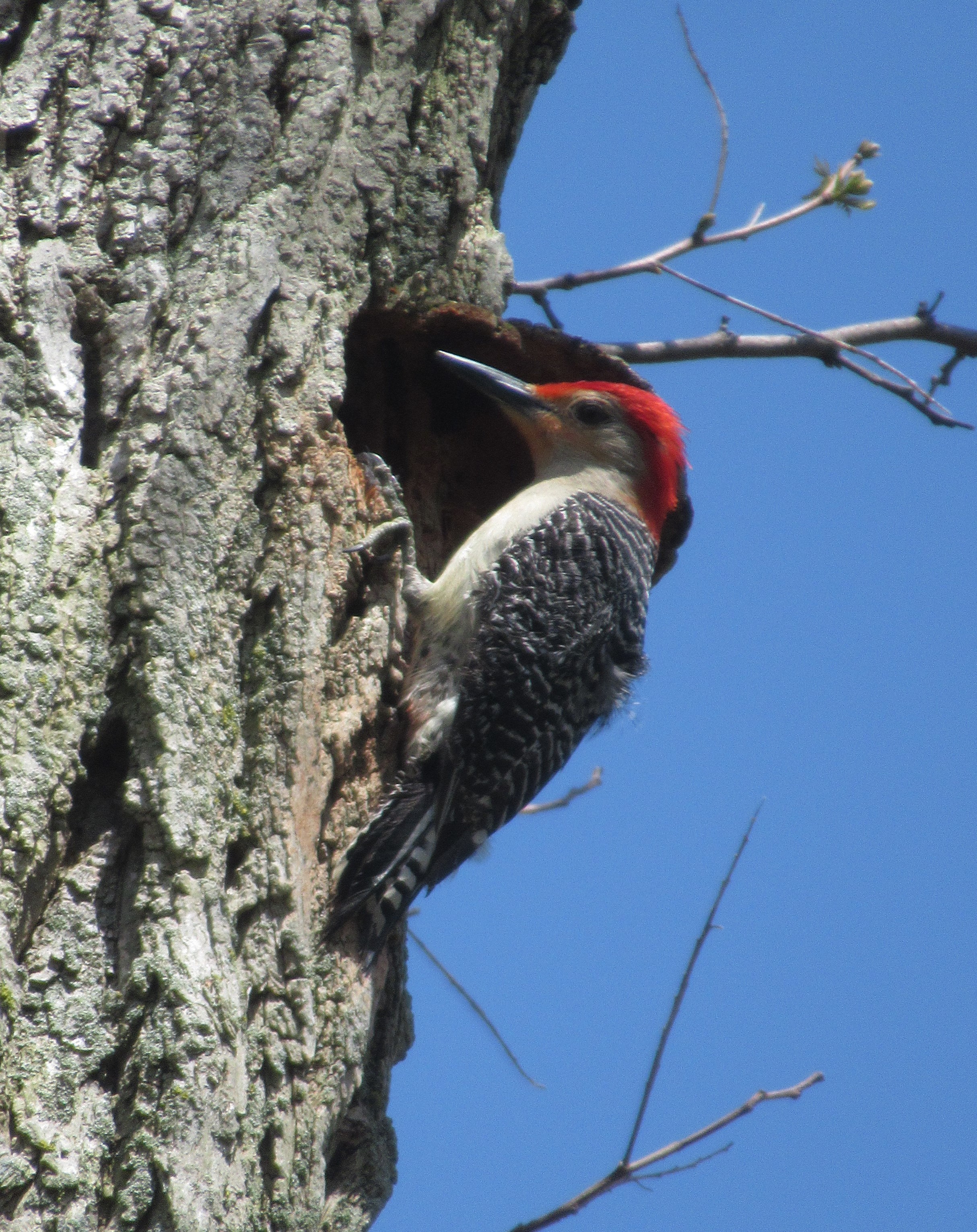 Red bellied Woodpecker Male