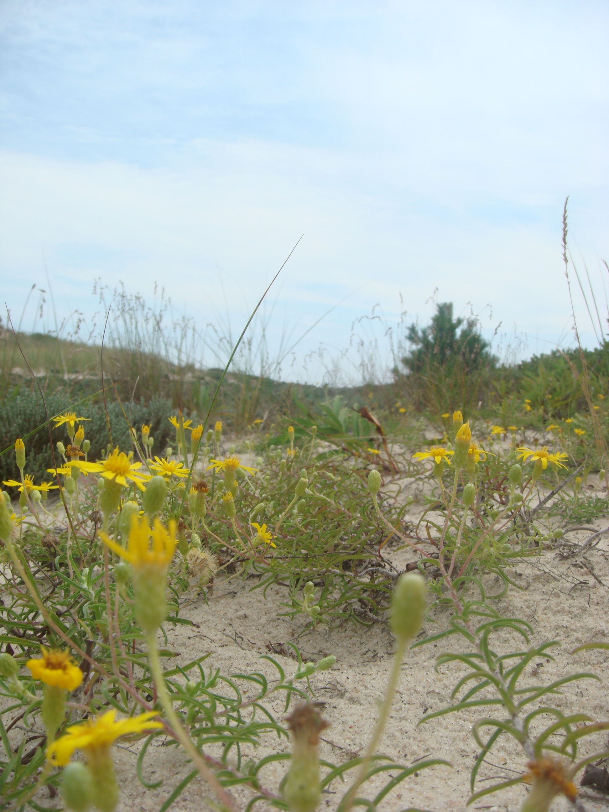 Foliage at the Road 4 Easement