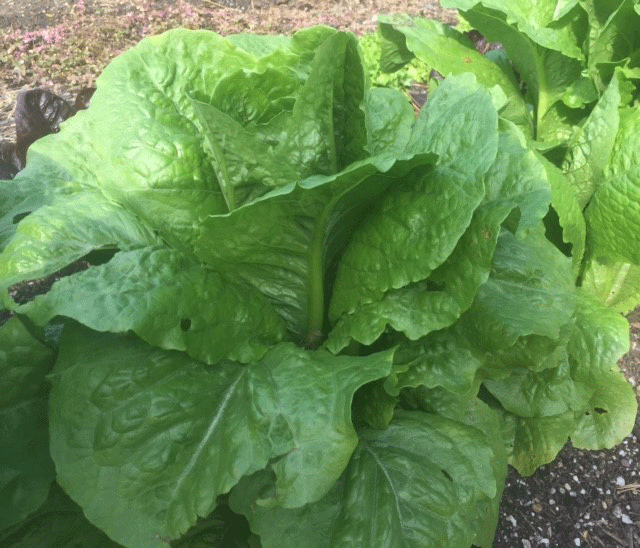 Romaine Lettuce