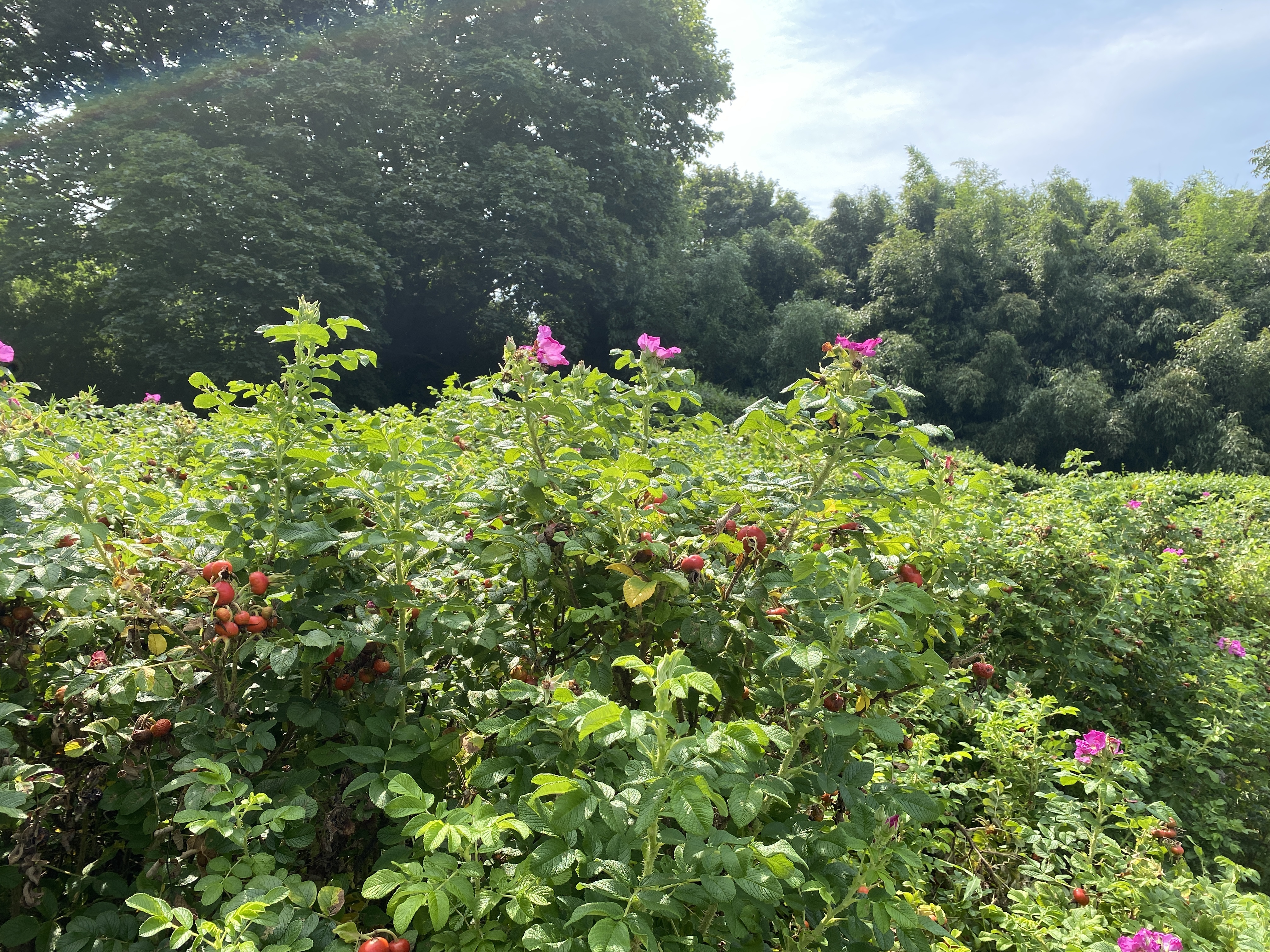 Rosa rugosa